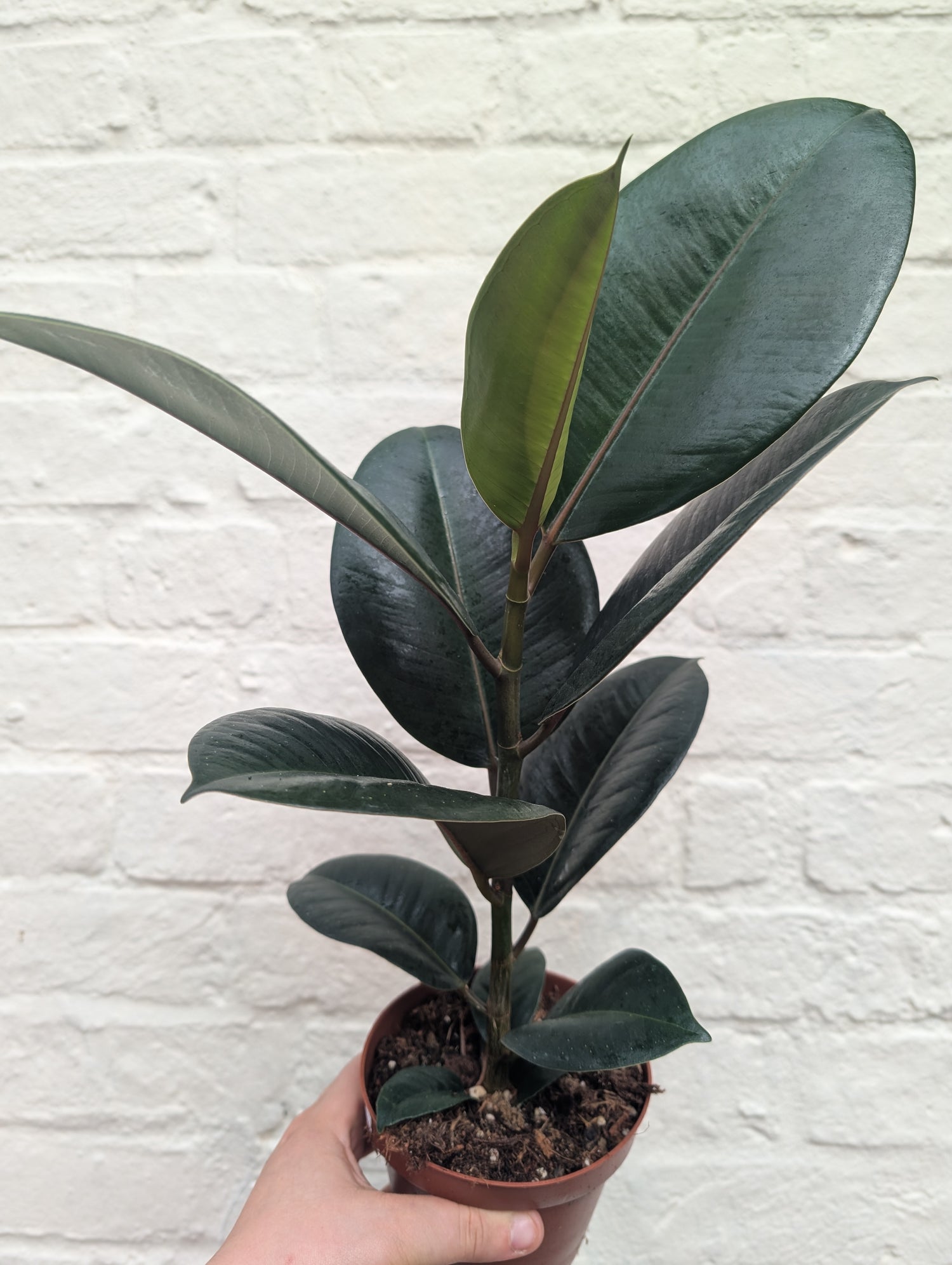Ficus elastica (Rubber Plant) -5 varieties available