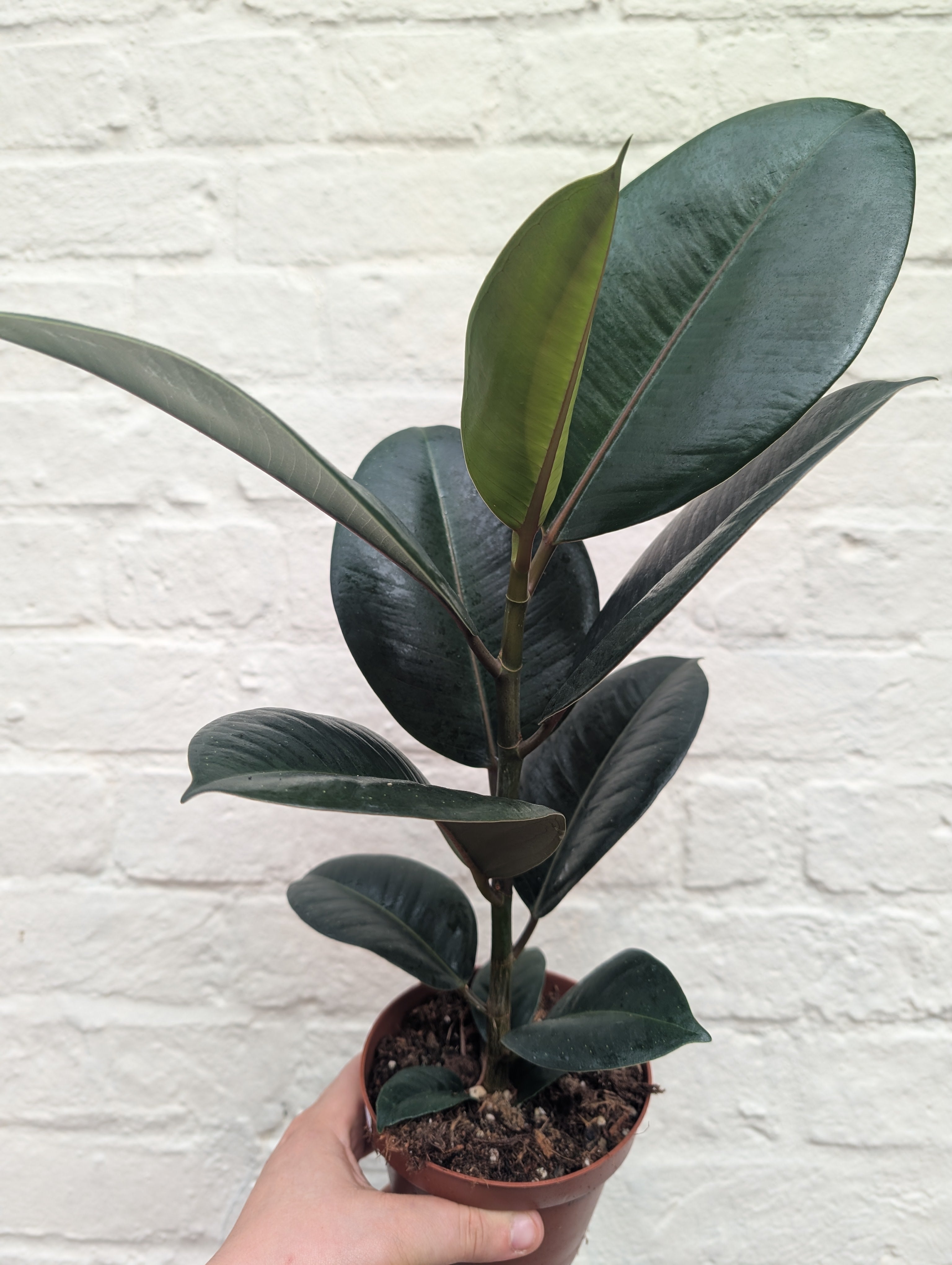 Ficus elastica (Rubber Plant) -5 varieties available