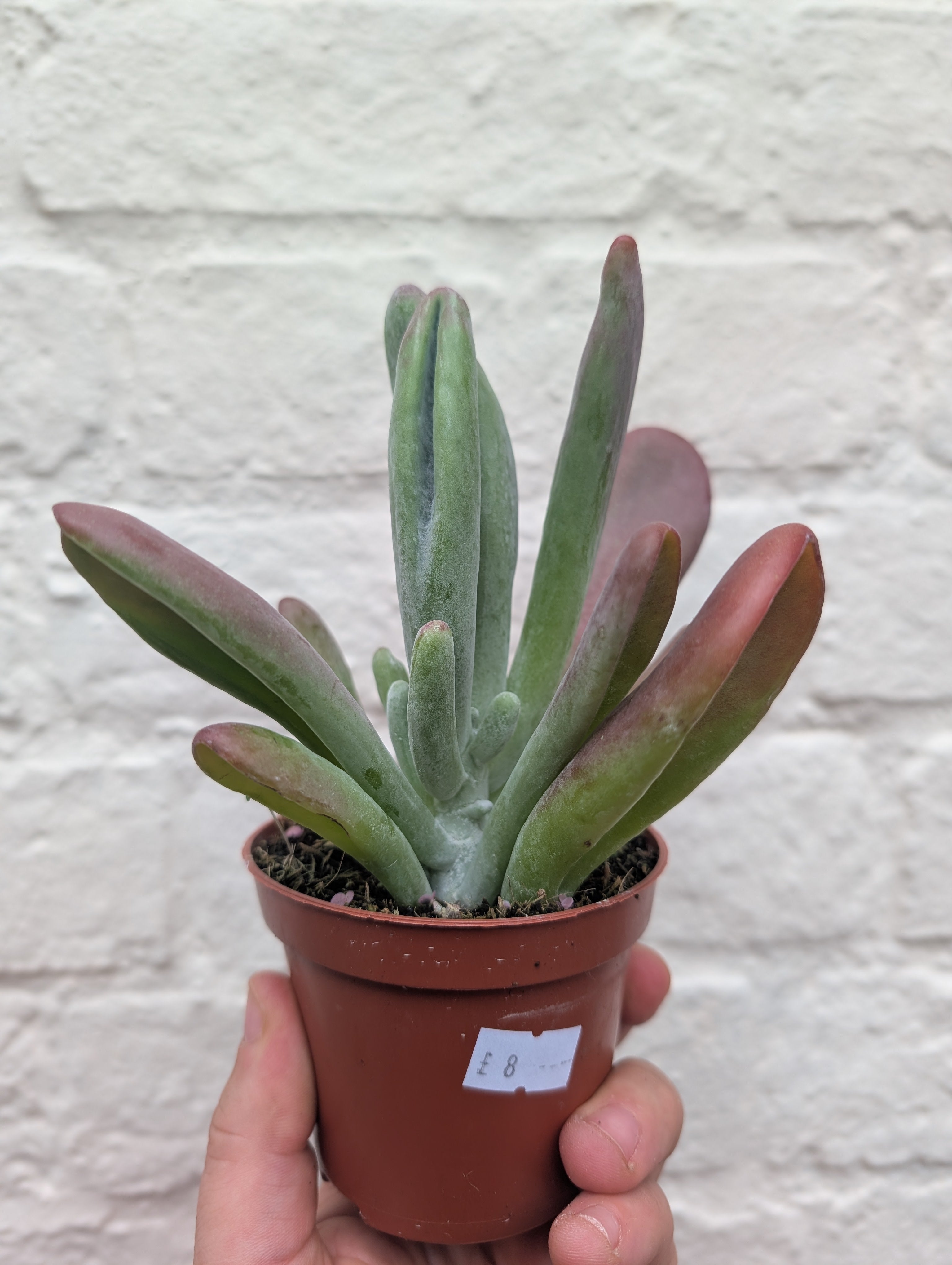 Kalanchoe luciae &