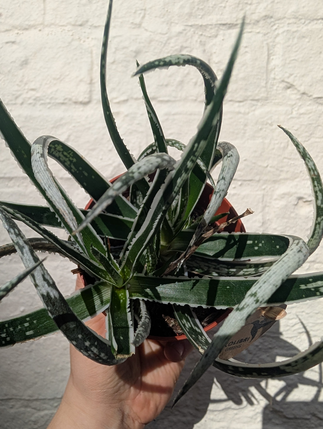 Aloe &