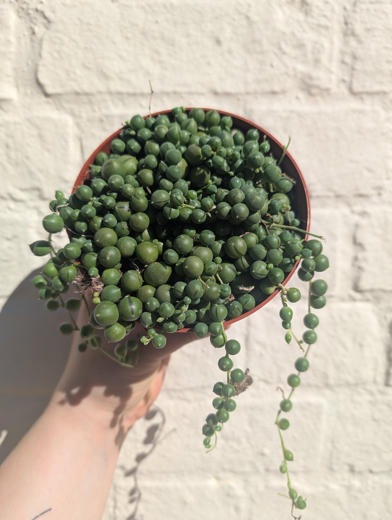 Curio rowleyanus syn. Senecio rowleyanus (String of beads/pearls) Various sizes