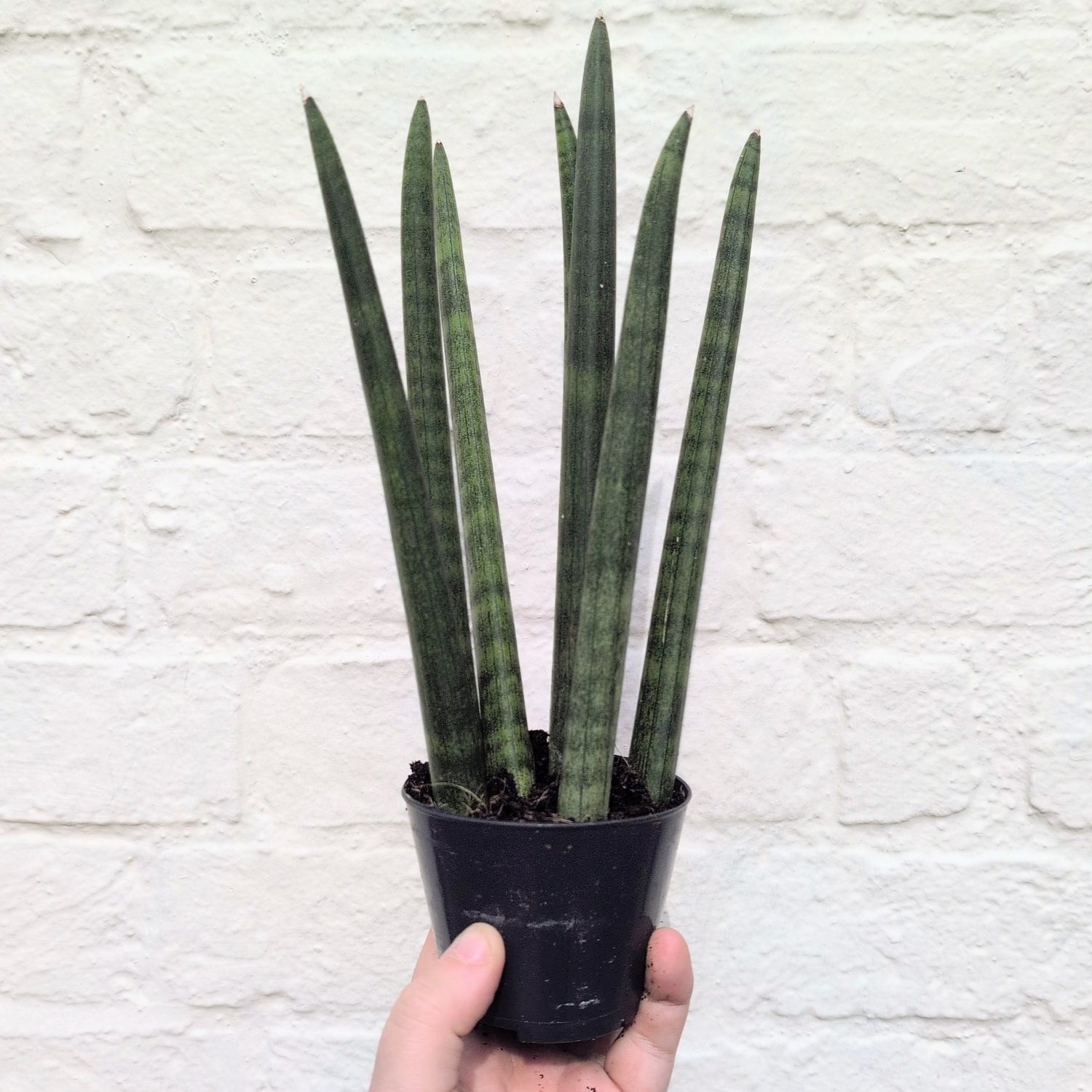 Sansevieria bacularis &