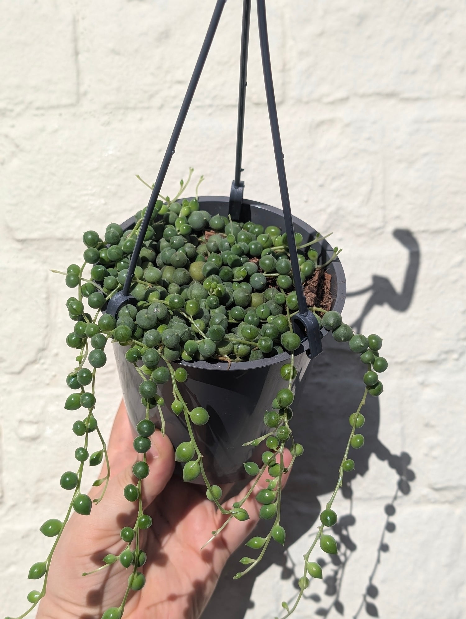 Curio rowleyanus syn. Senecio rowleyanus (String of beads/pearls) Various sizes