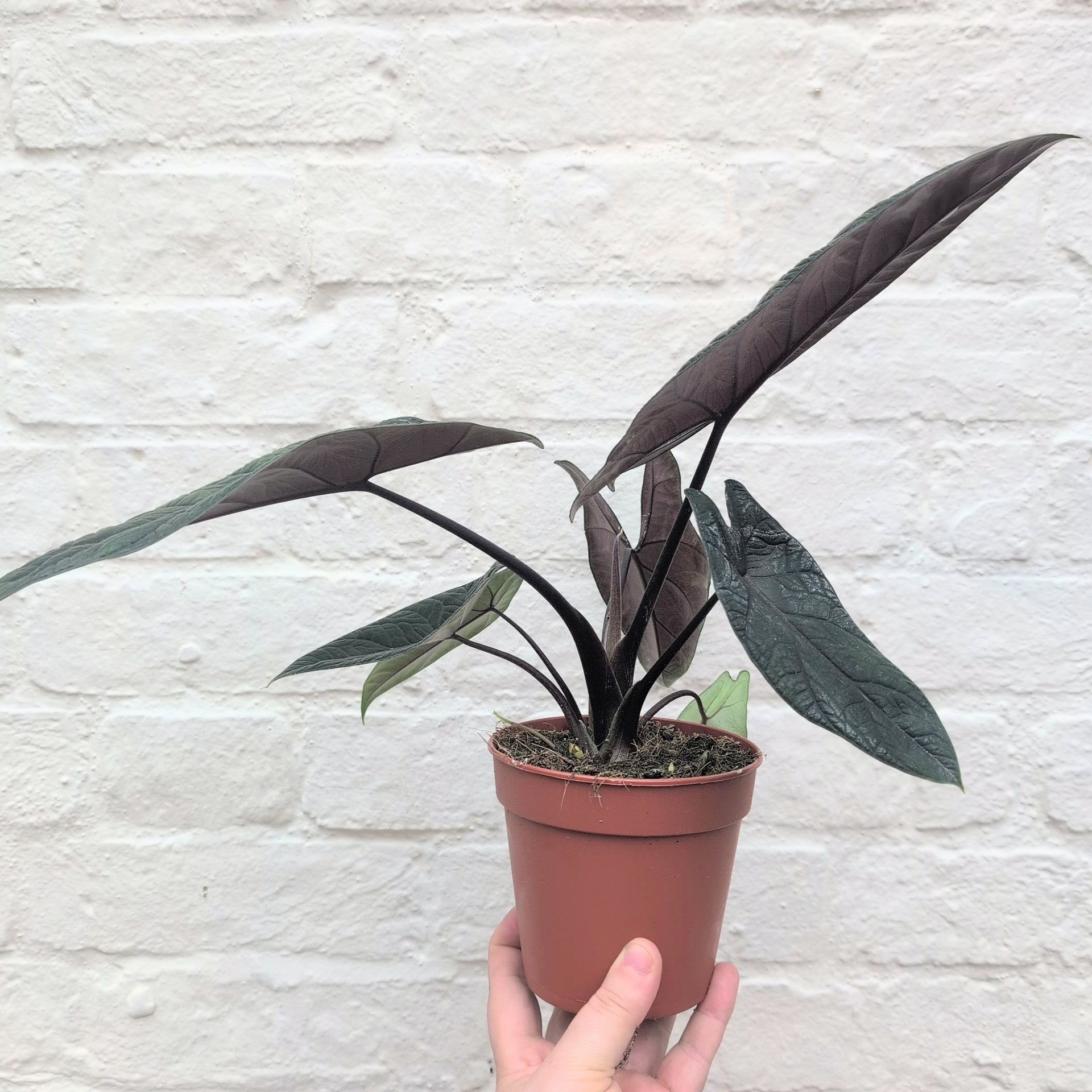 Alocasia scalprum (Elephant Ear)