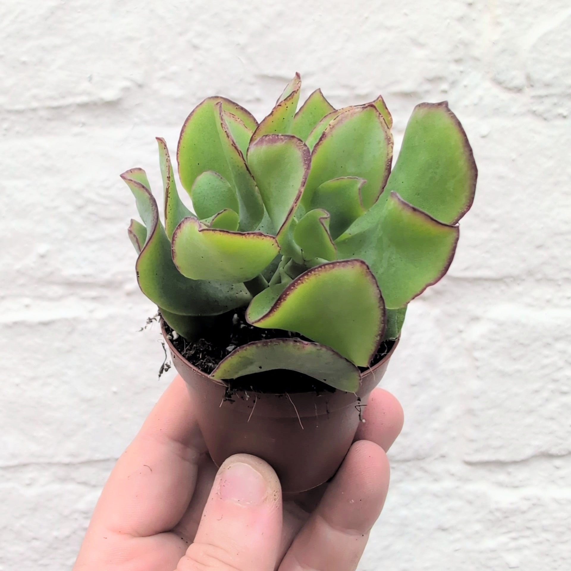 Crassula aborescens undulatifolia &