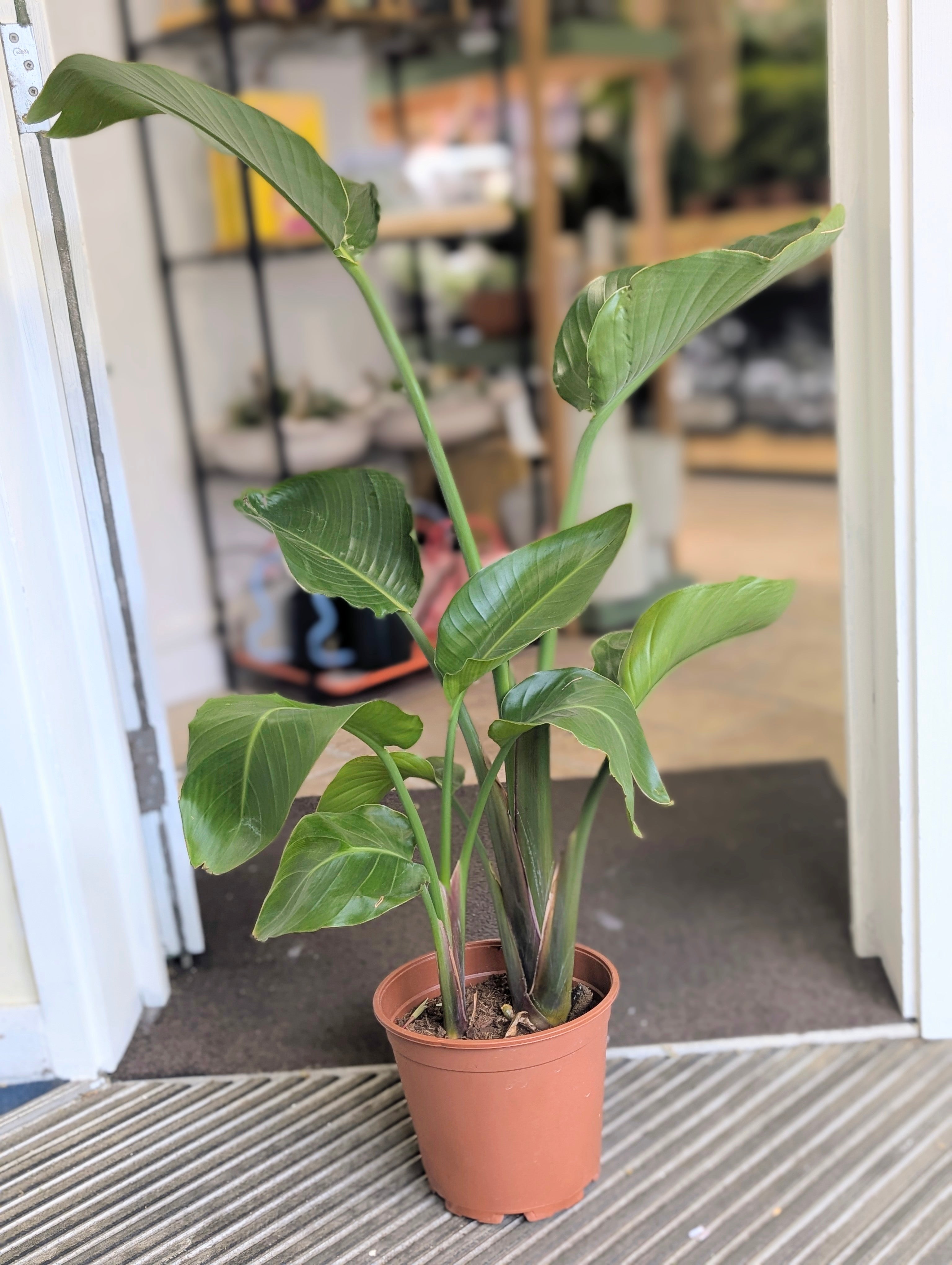 Strelitzia nicolai (White Bird of Paradise)