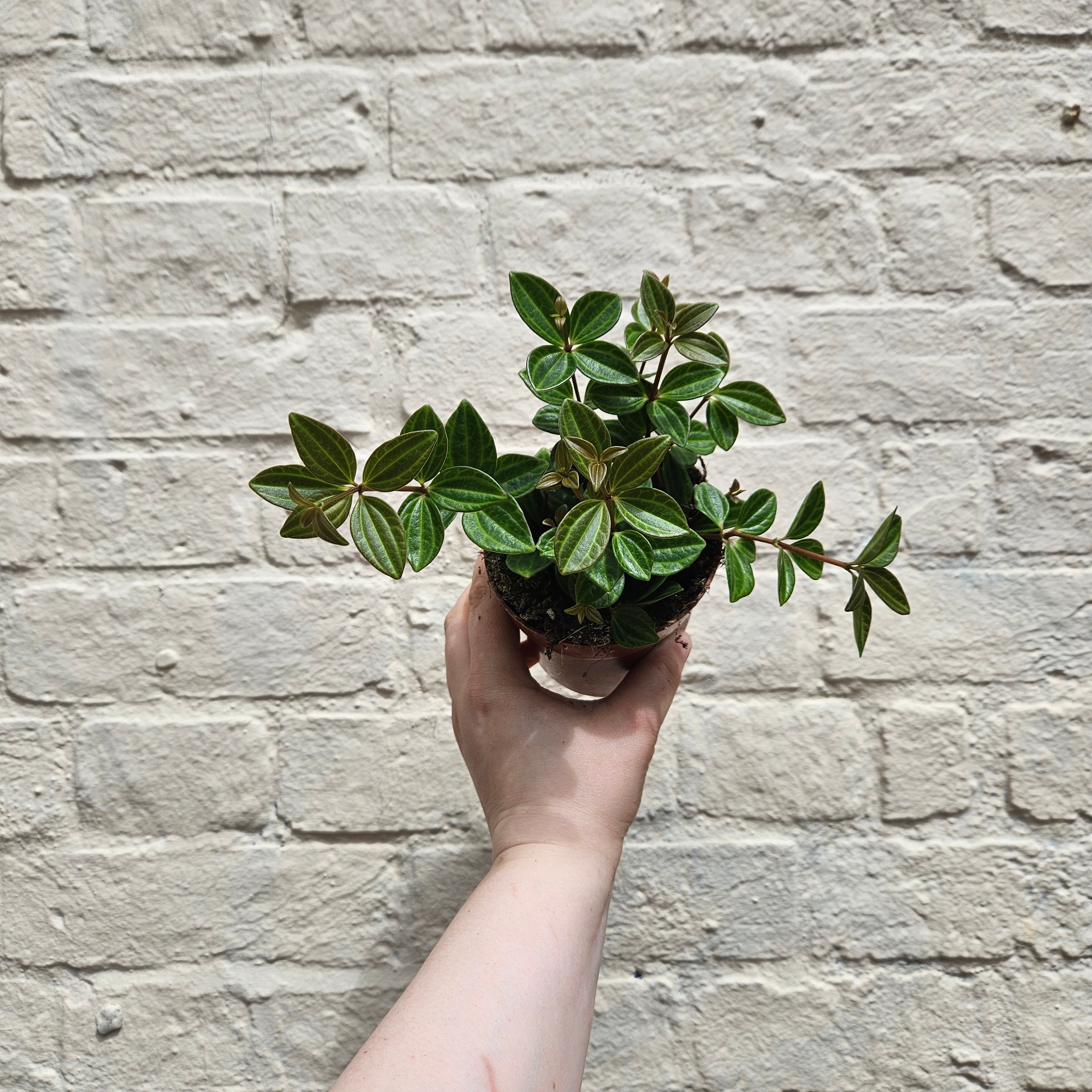 Peperomia angulata &