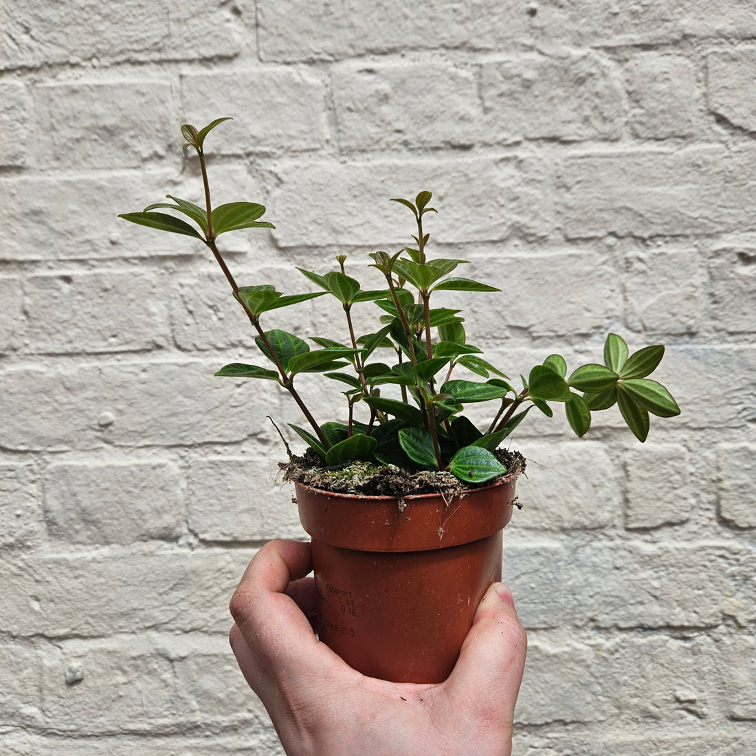 Peperomia angulata &