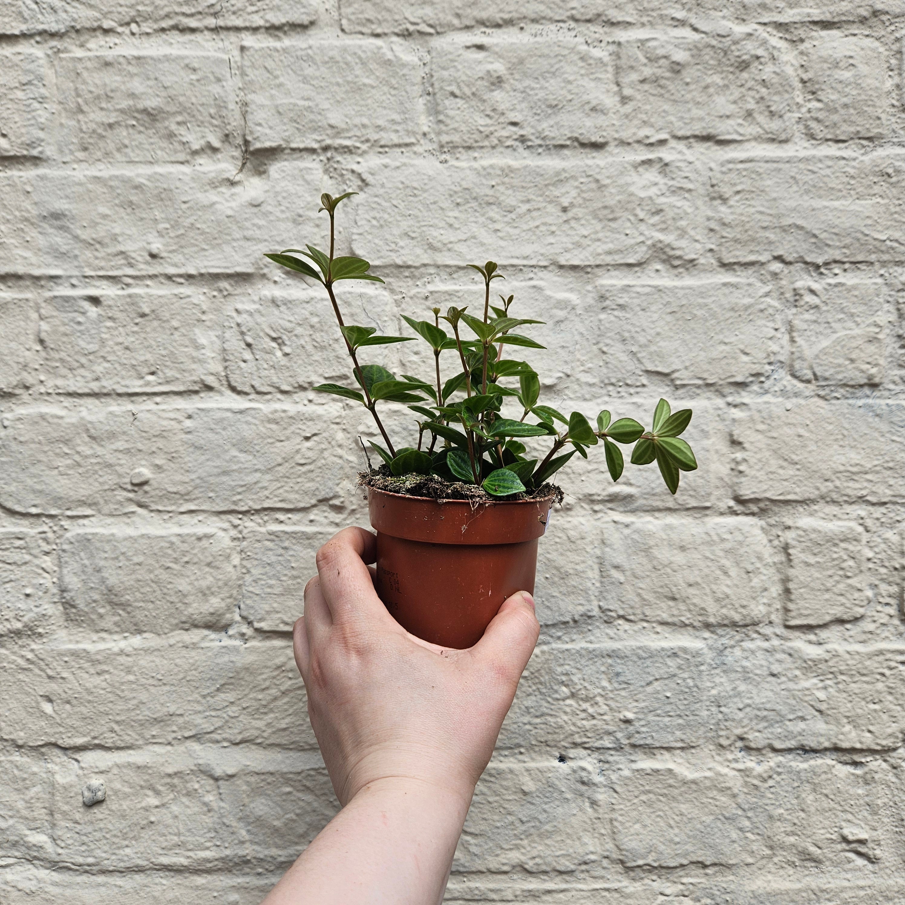 Peperomia angulata &