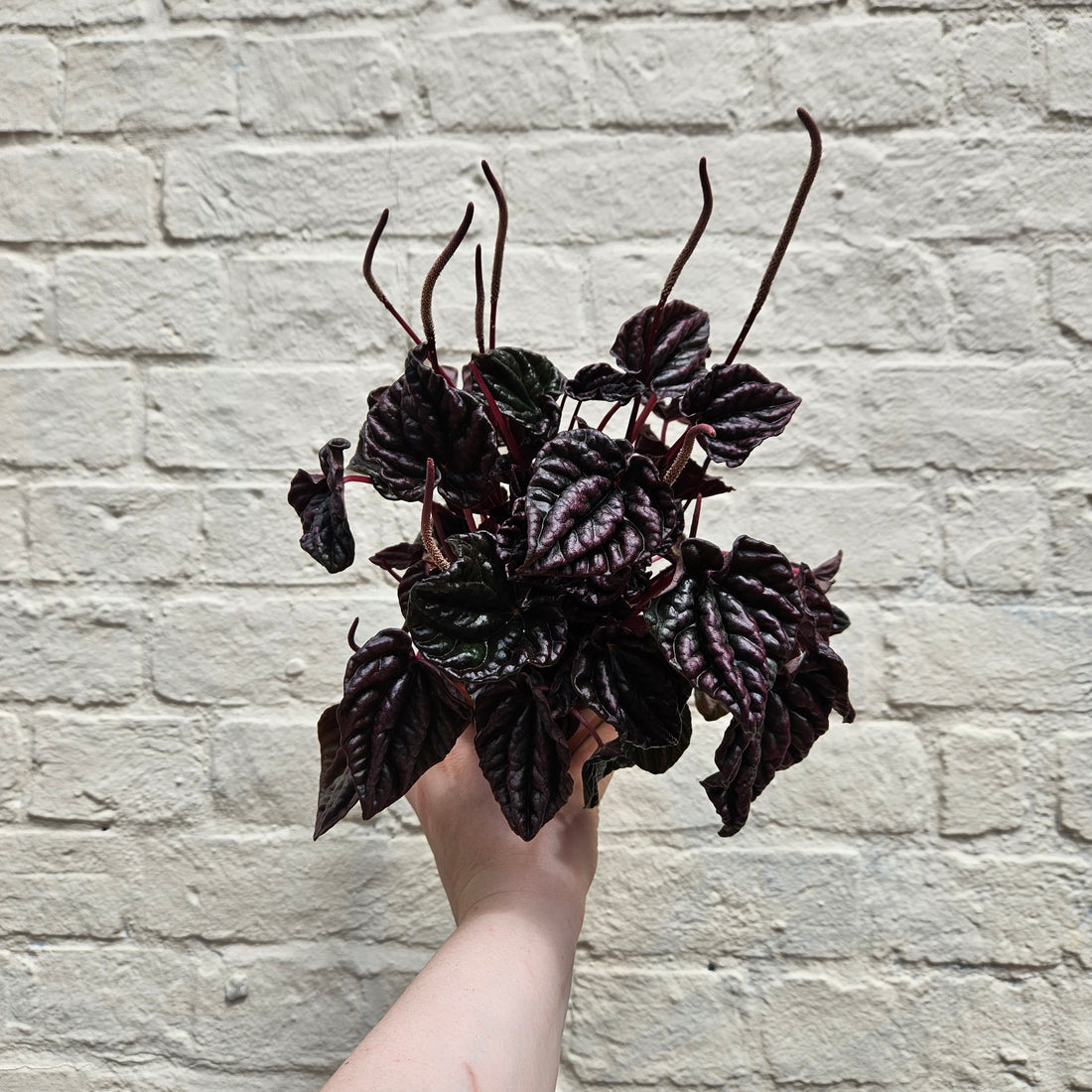 Peperomia caperata &