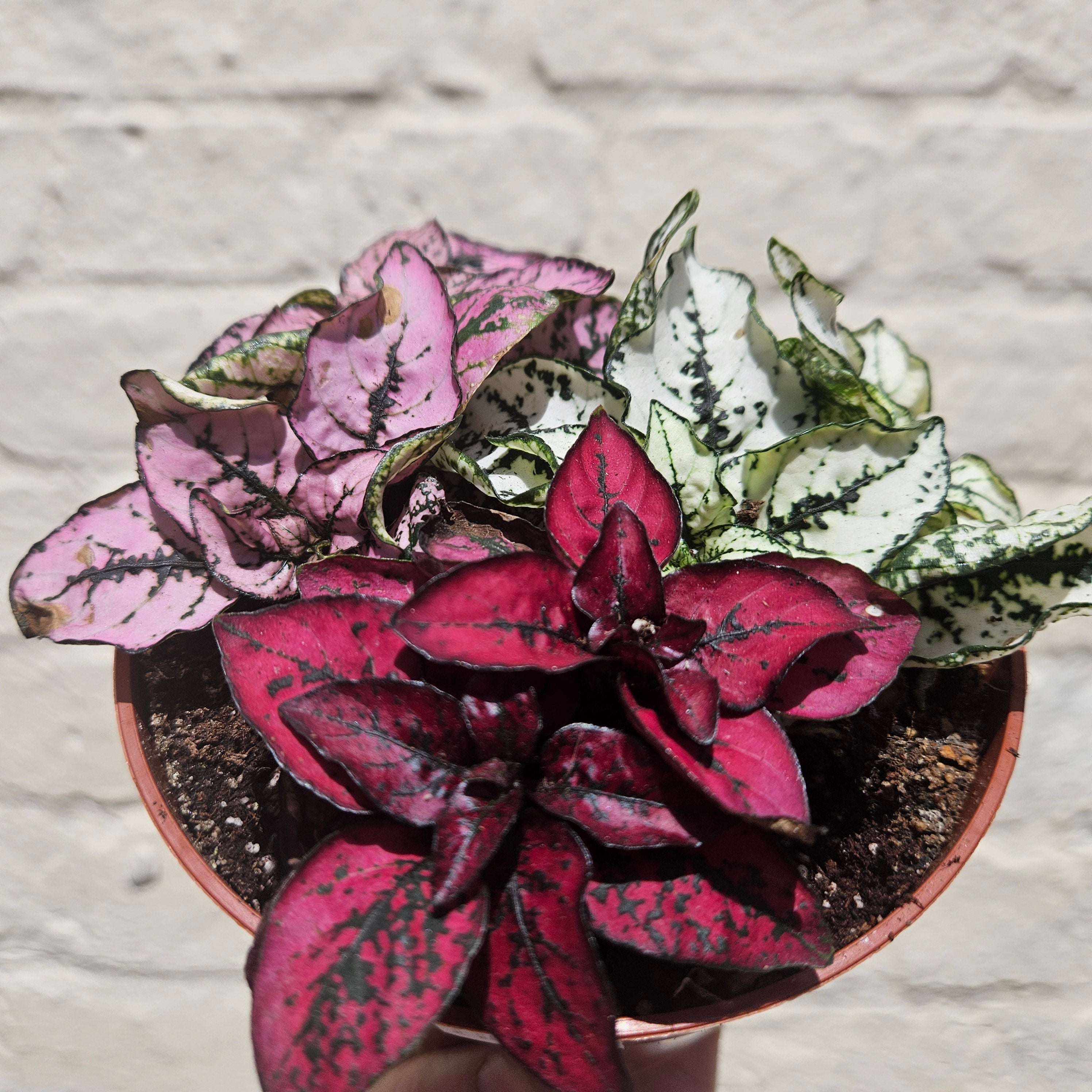 Hypoestes phyllostachya (Polka dot plant)