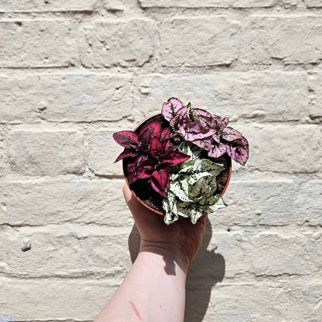 Hypoestes phyllostachya (Polka dot plant)