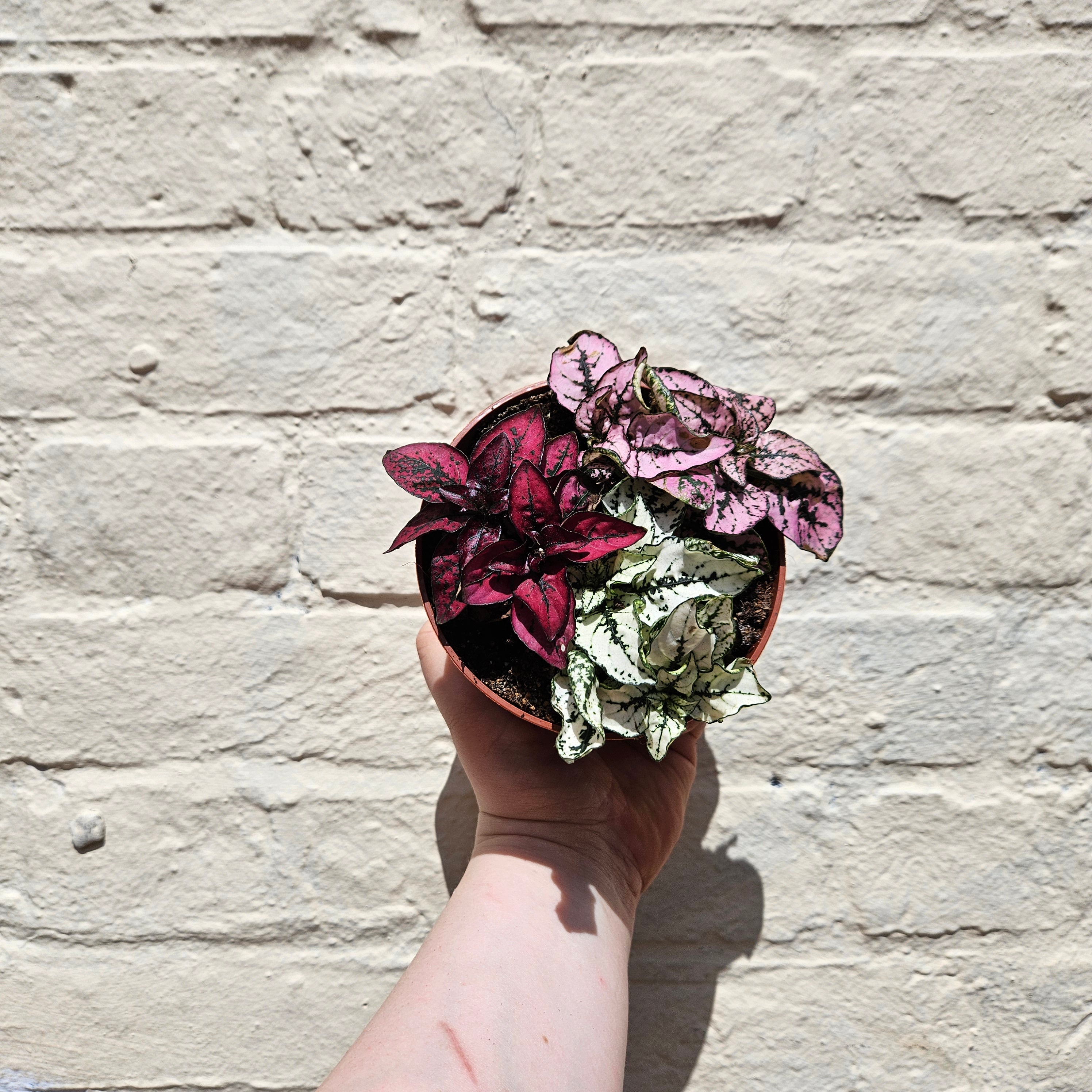 Hypoestes phyllostachya (Polka dot plant)