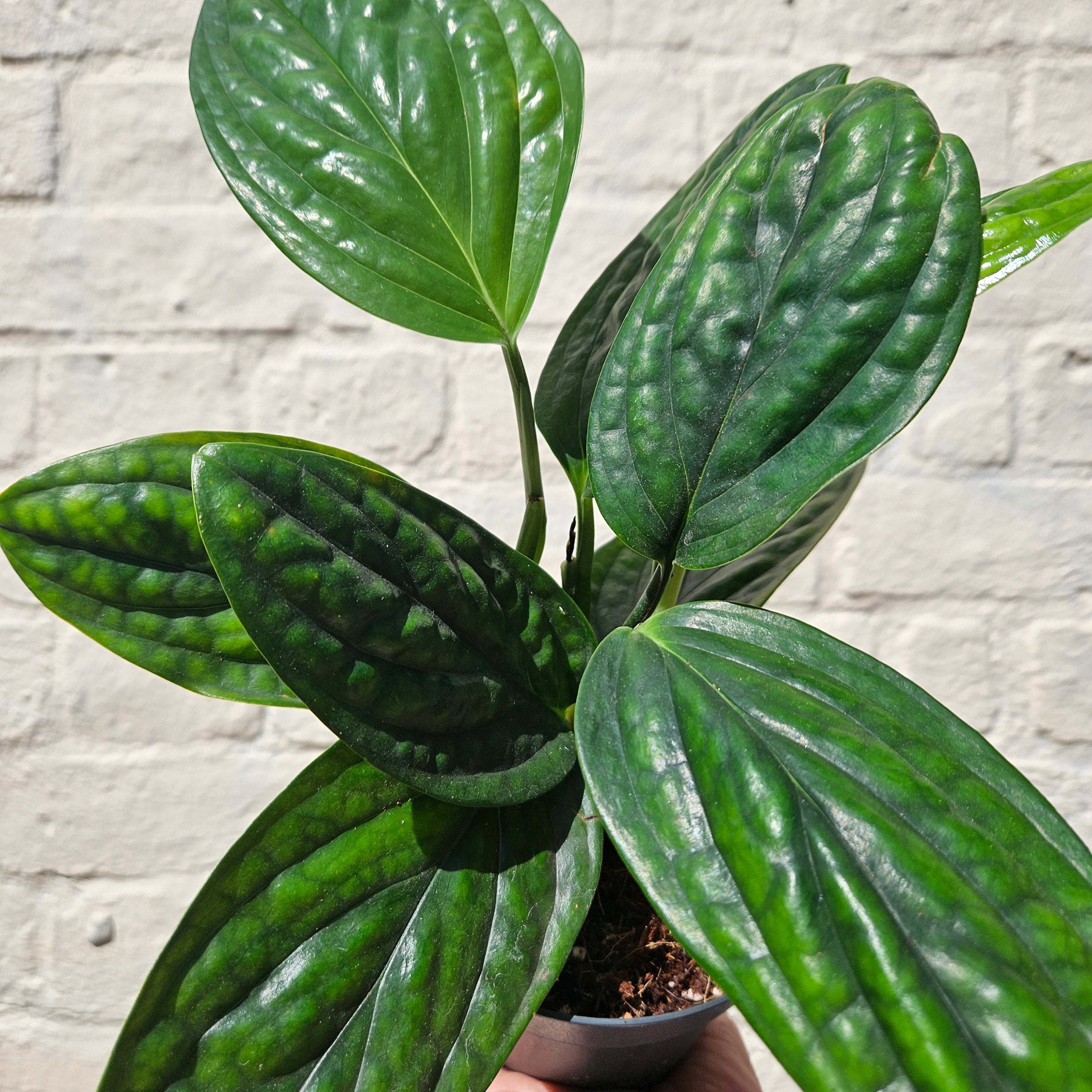Philodendron karstenianum syn. Monstera Peru / Marble Planet (Various sizes available)