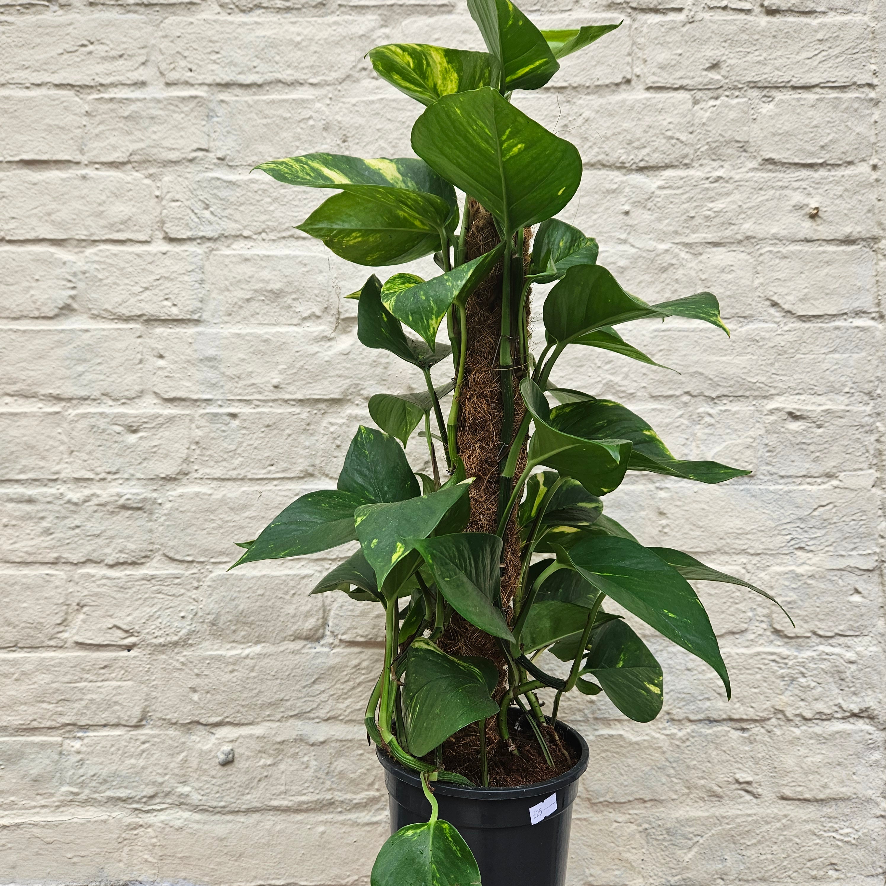 Epipremnum aureum (Golden Pothos/Devils Ivy)