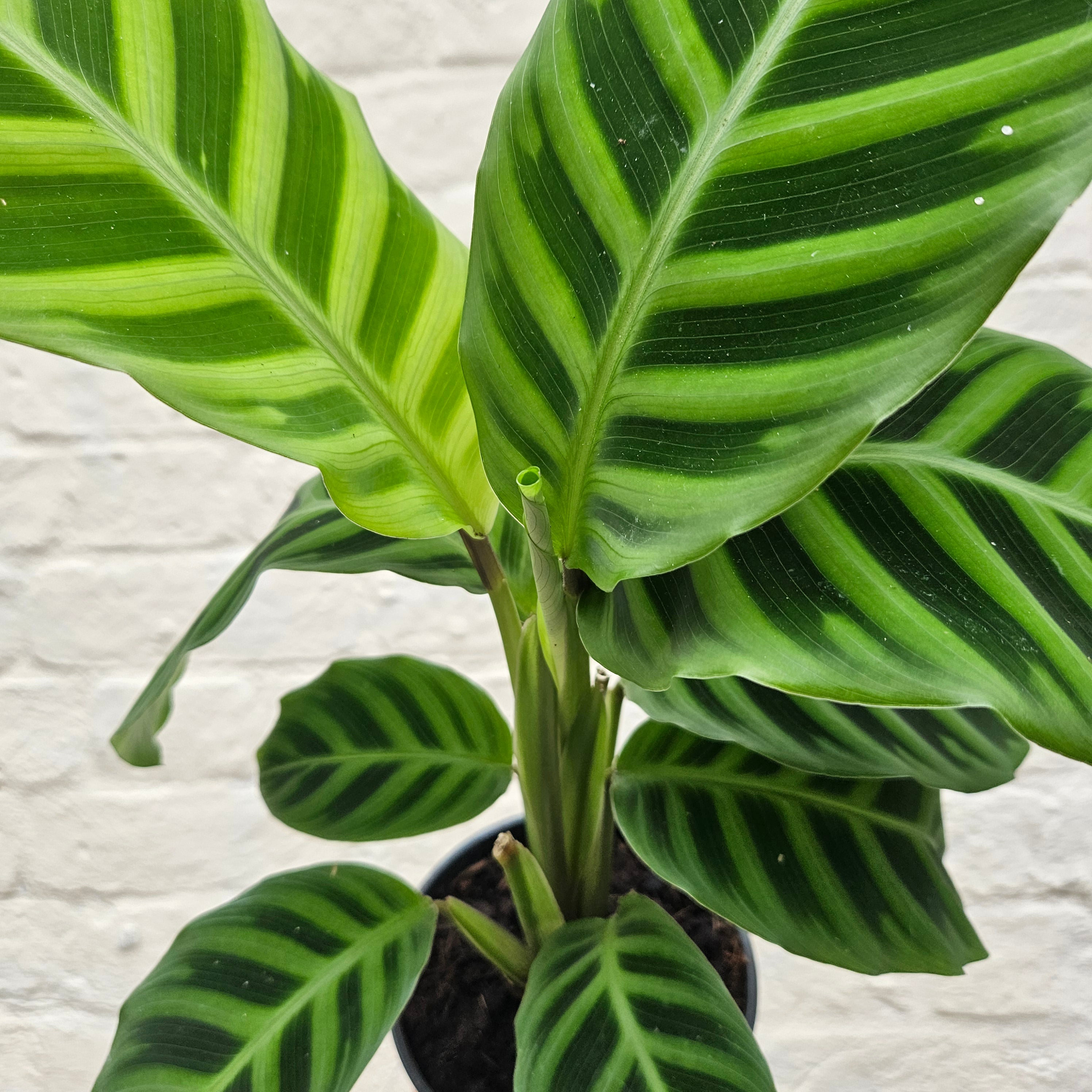 Goeppertia zebrina syn. Calathea zebrina (Zebra Plant/ Prayer Plant)