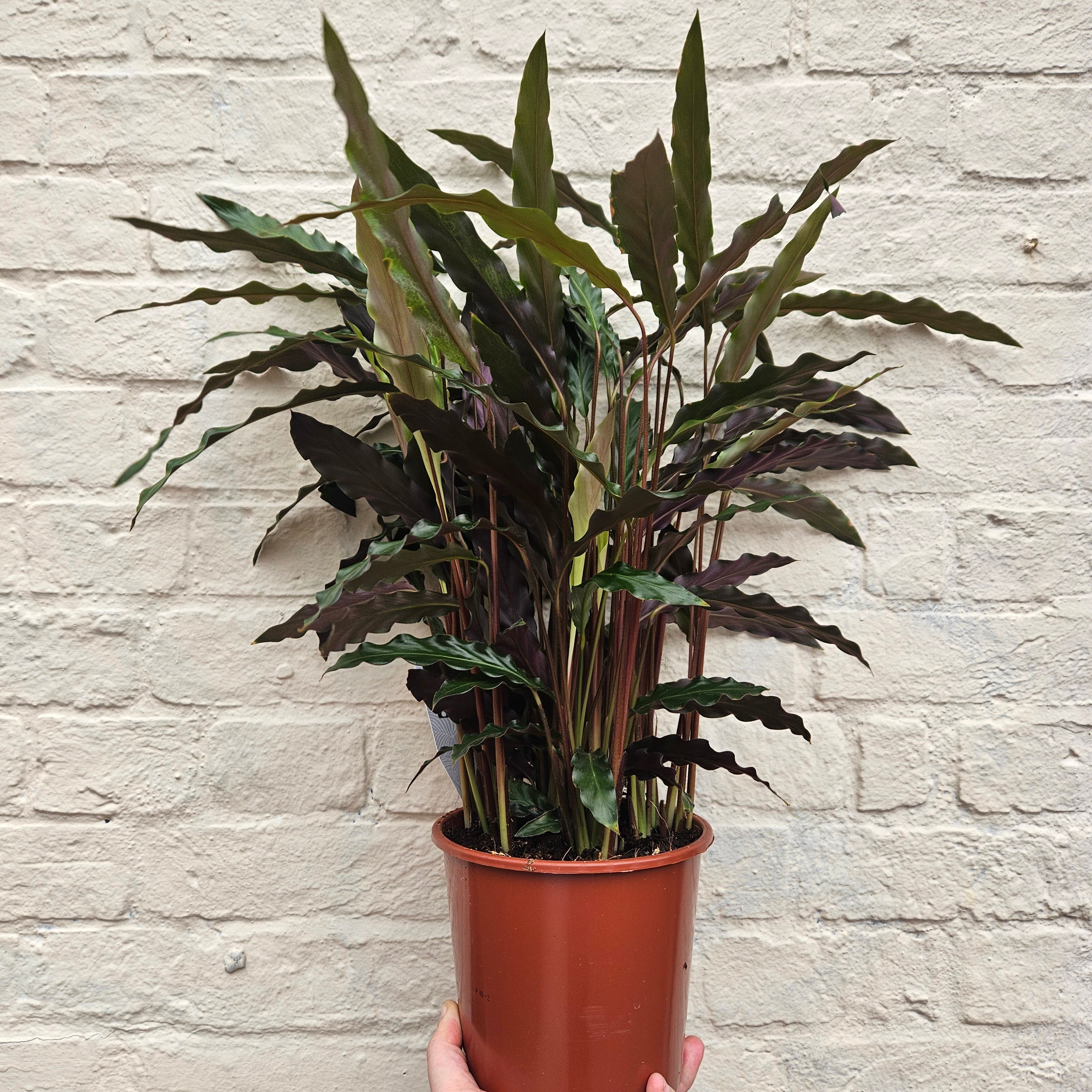 Goeppertia rufibarba syn. Calathea rufibarba (Velvet Calathea) Various sizes