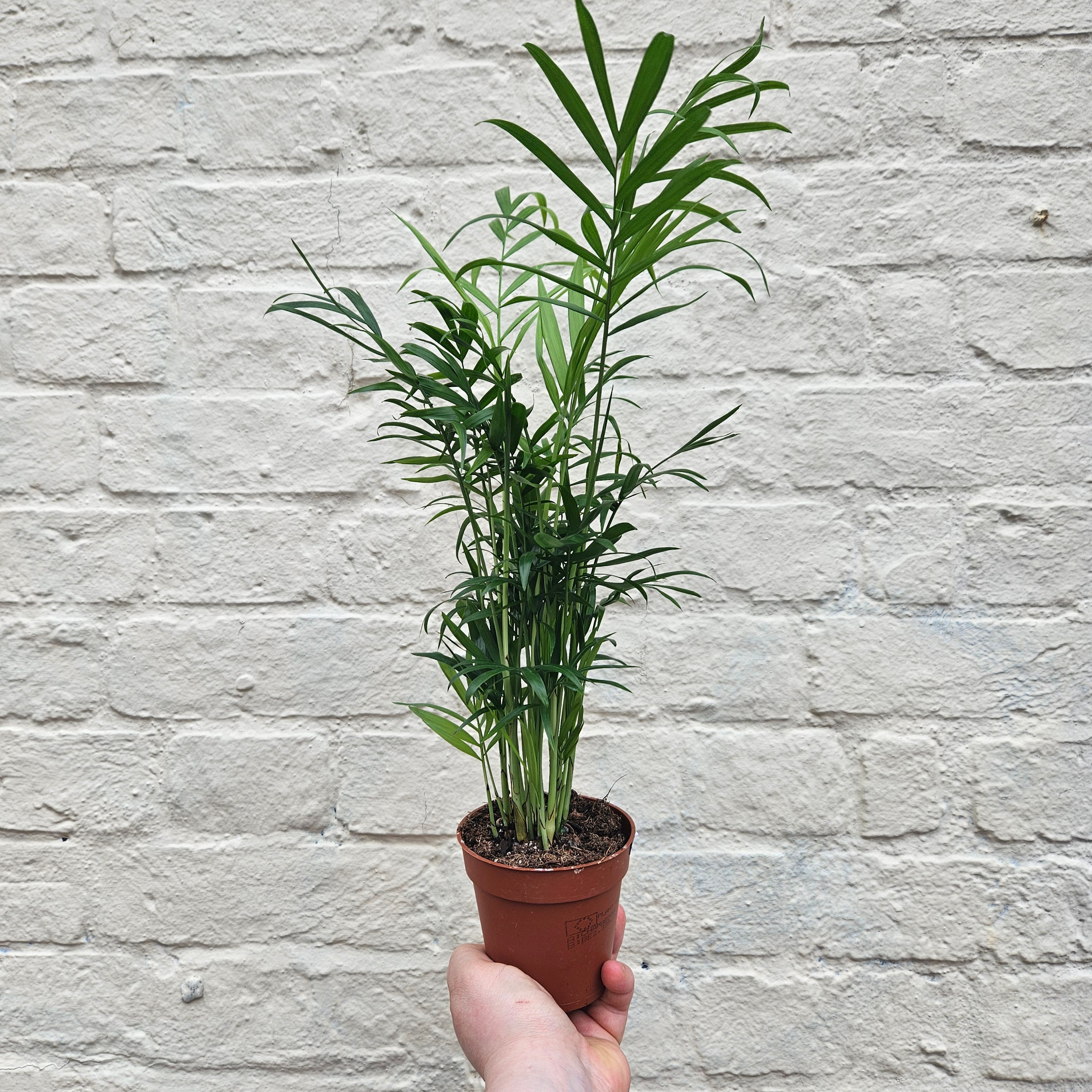 Chamaedorea elegans (Parlour palm)- Various Sizes