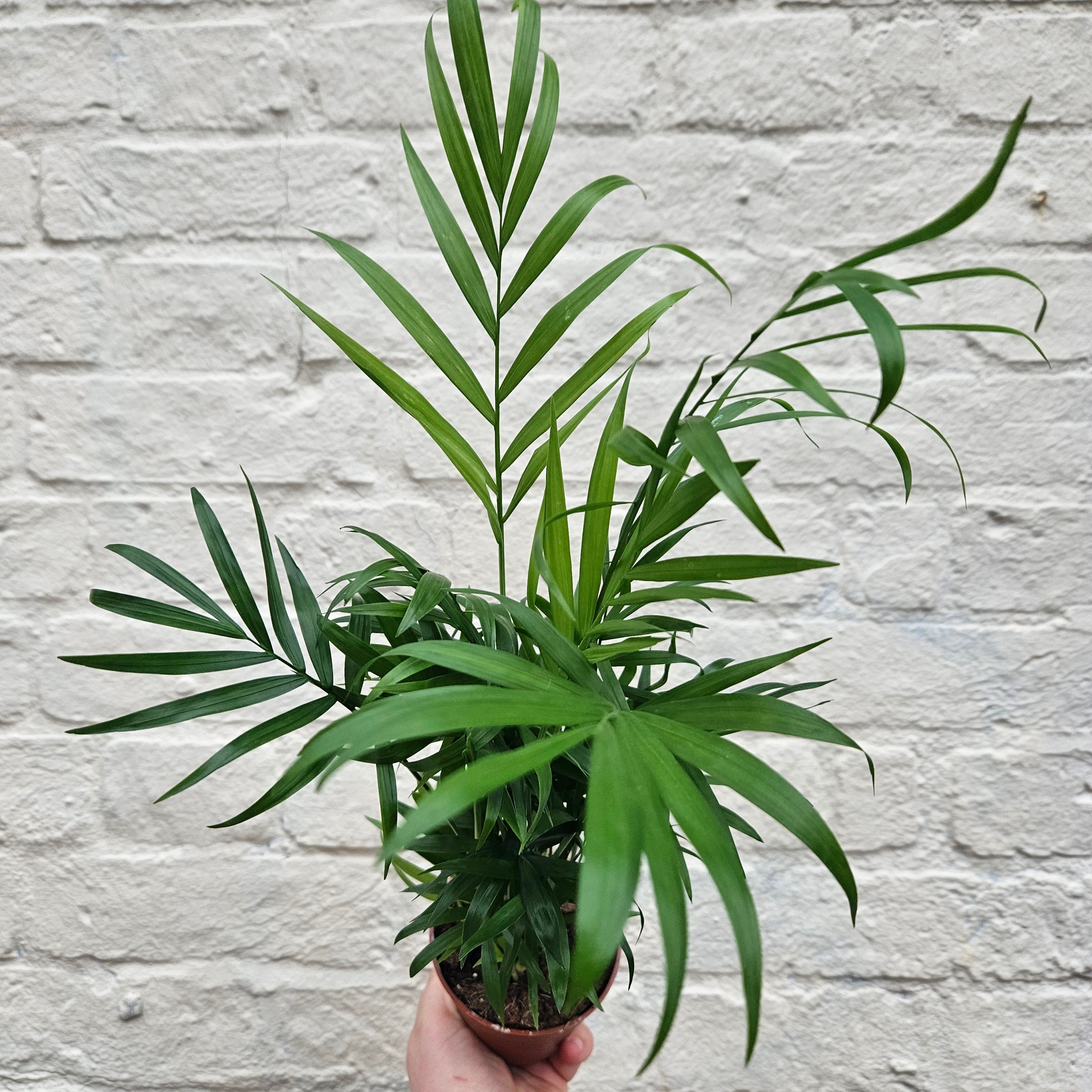 Chamaedorea elegans (Parlour palm)- Various Sizes