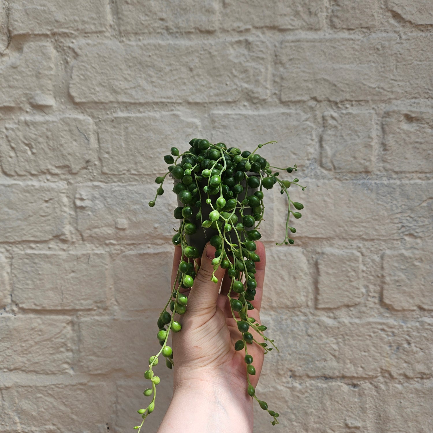 Curio rowleyanus syn. Senecio rowleyanus (String of beads/pearls) Various sizes