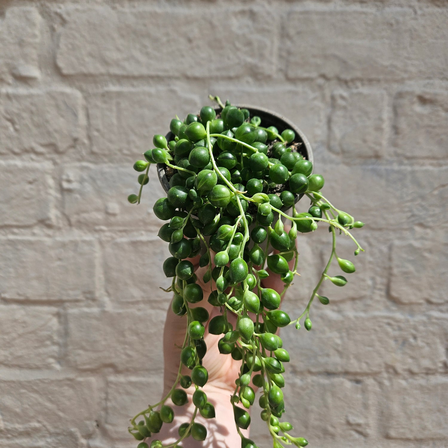 Curio rowleyanus syn. Senecio rowleyanus (String of beads/pearls) Various sizes