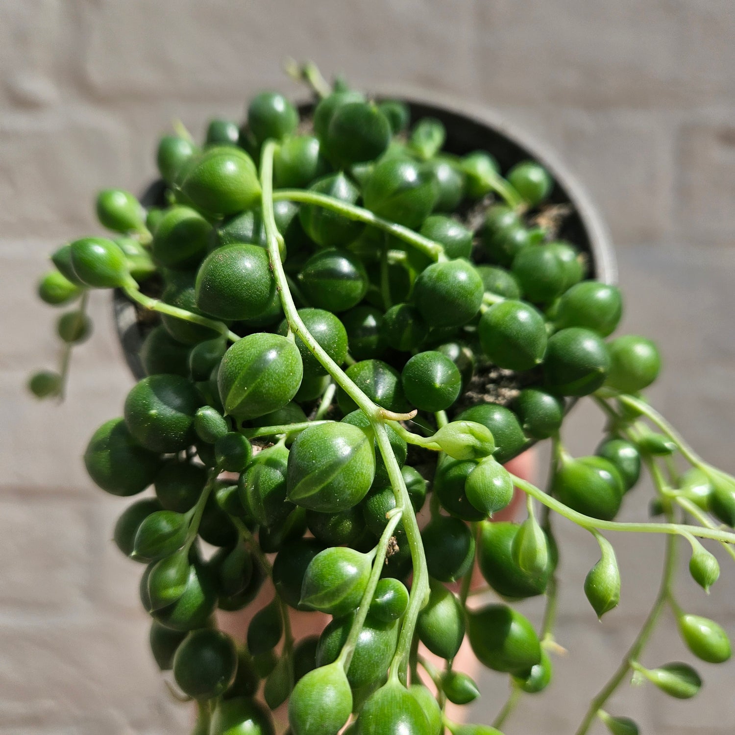 Curio rowleyanus syn. Senecio rowleyanus (String of beads/pearls) Various sizes