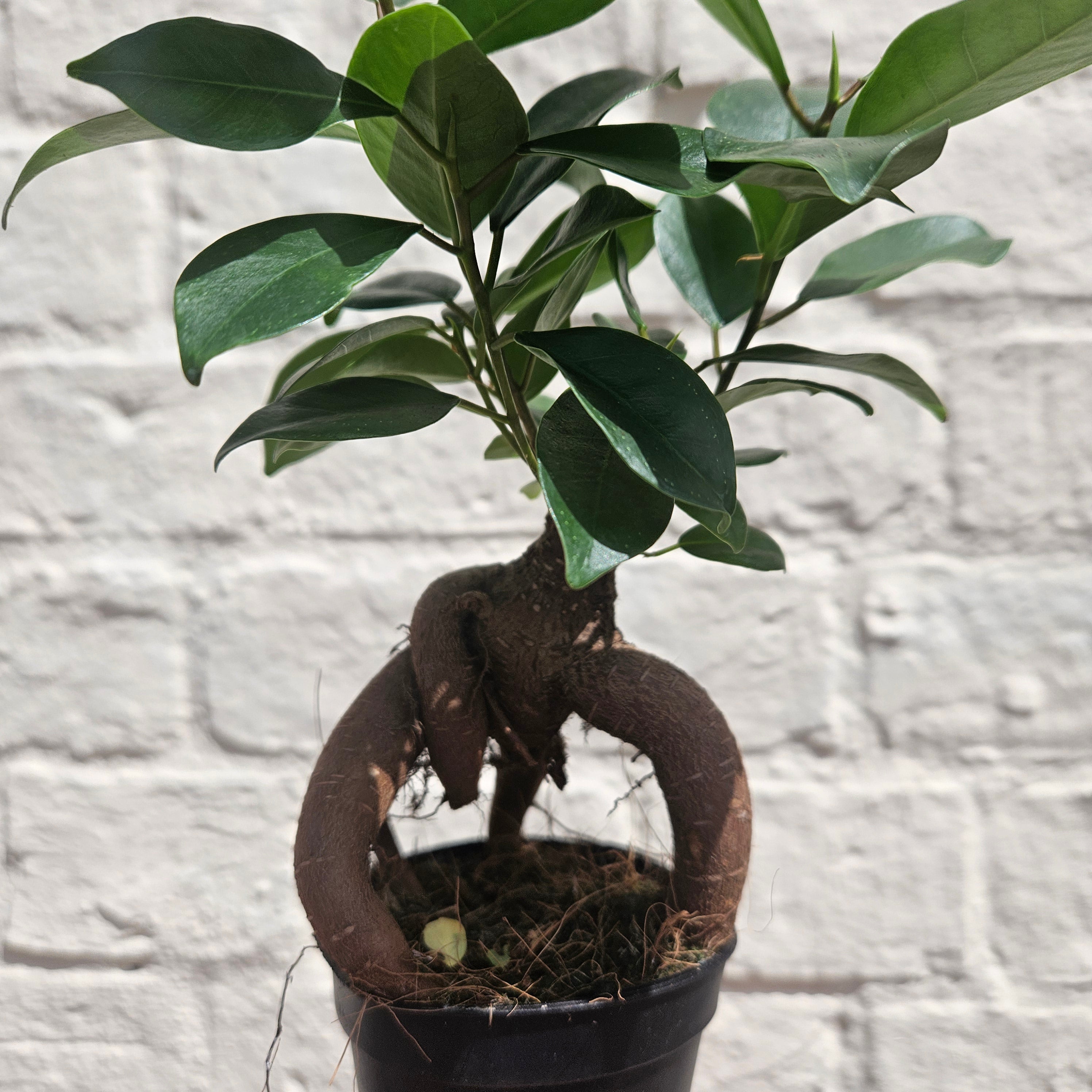 Ficus Microcarpa &