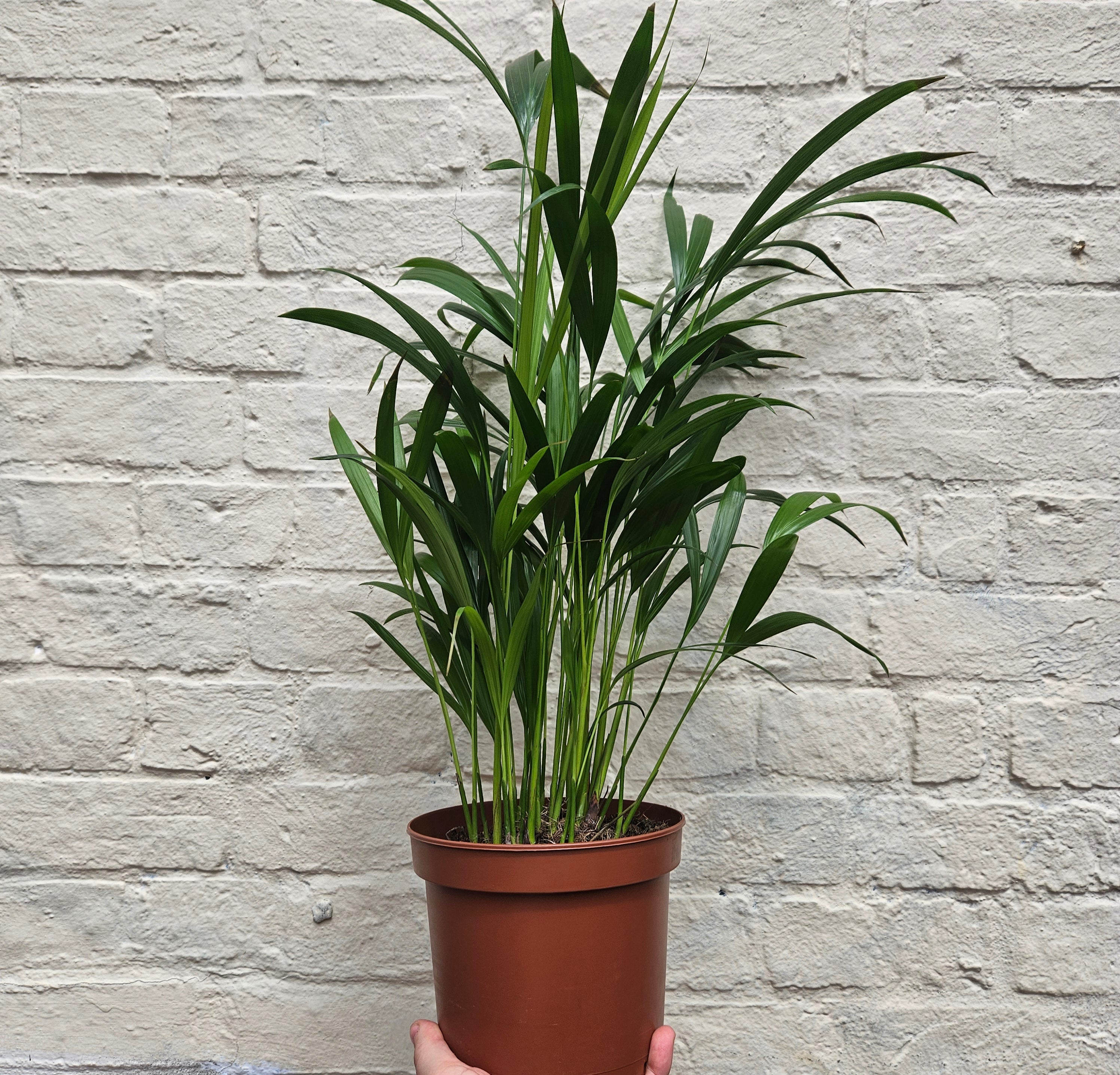 Dypsis lutescens (Areca palm/ Butterfly palm)