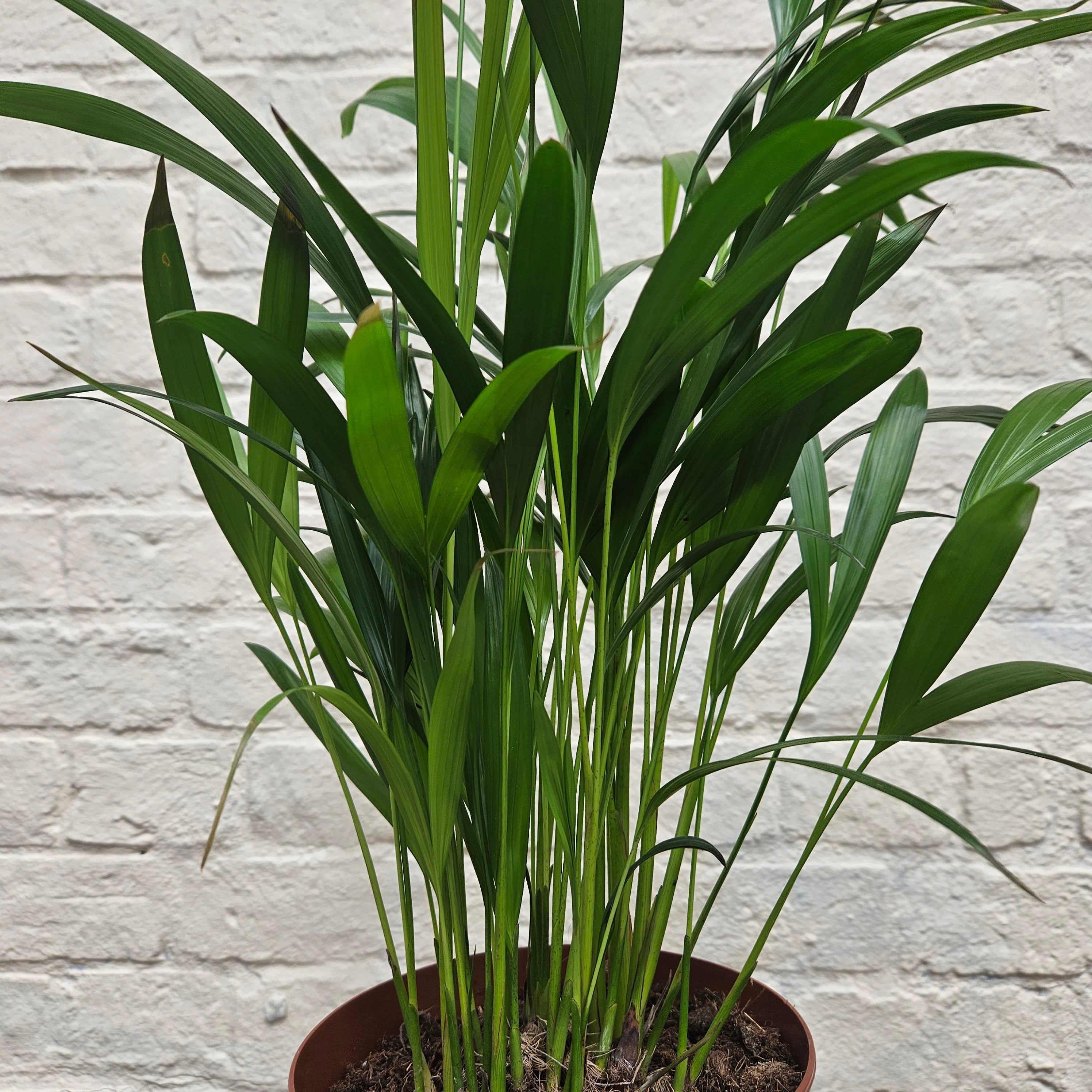 Dypsis lutescens (Areca palm/ Butterfly palm)