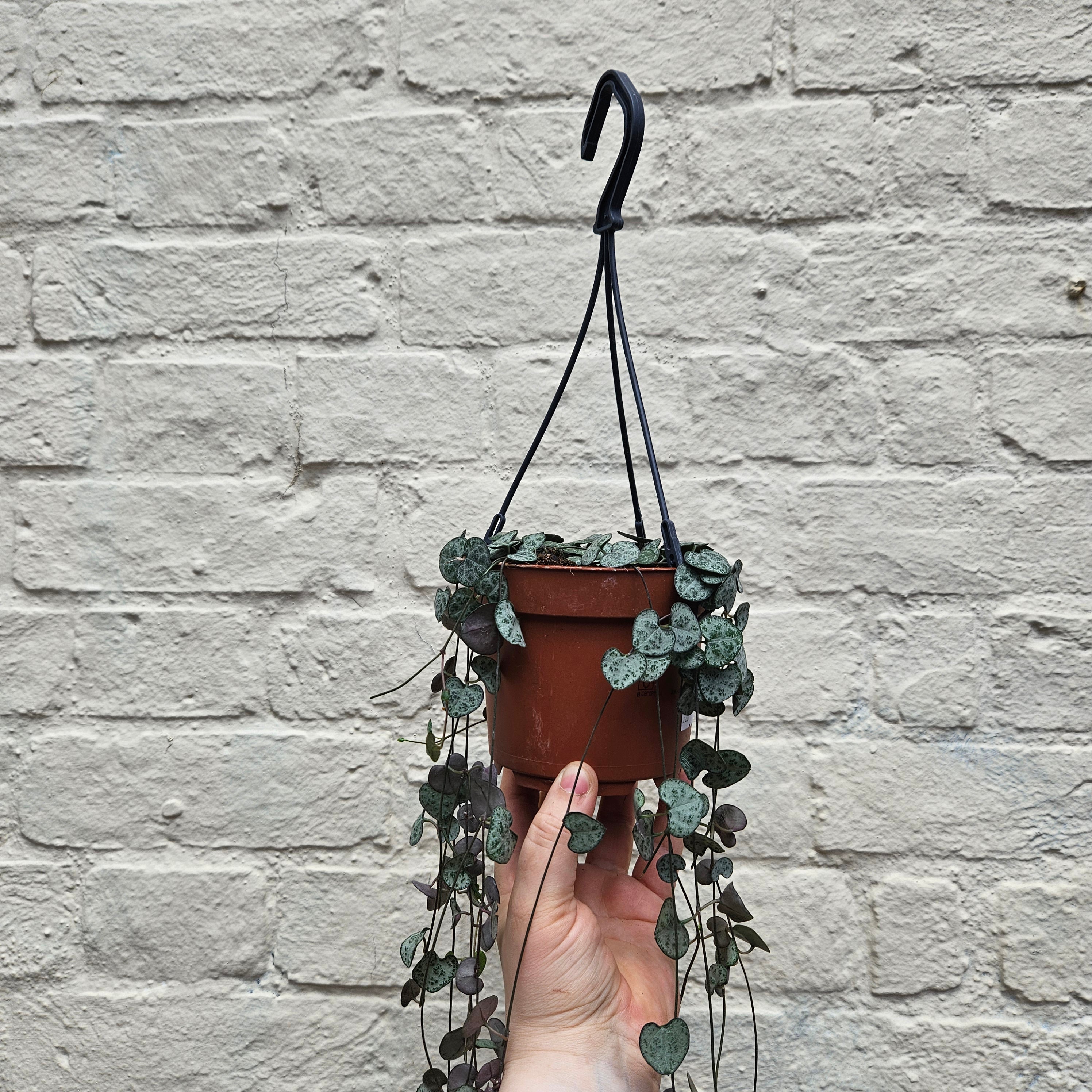 Ceropegia woodii (String of Hearts / Rosary vine)