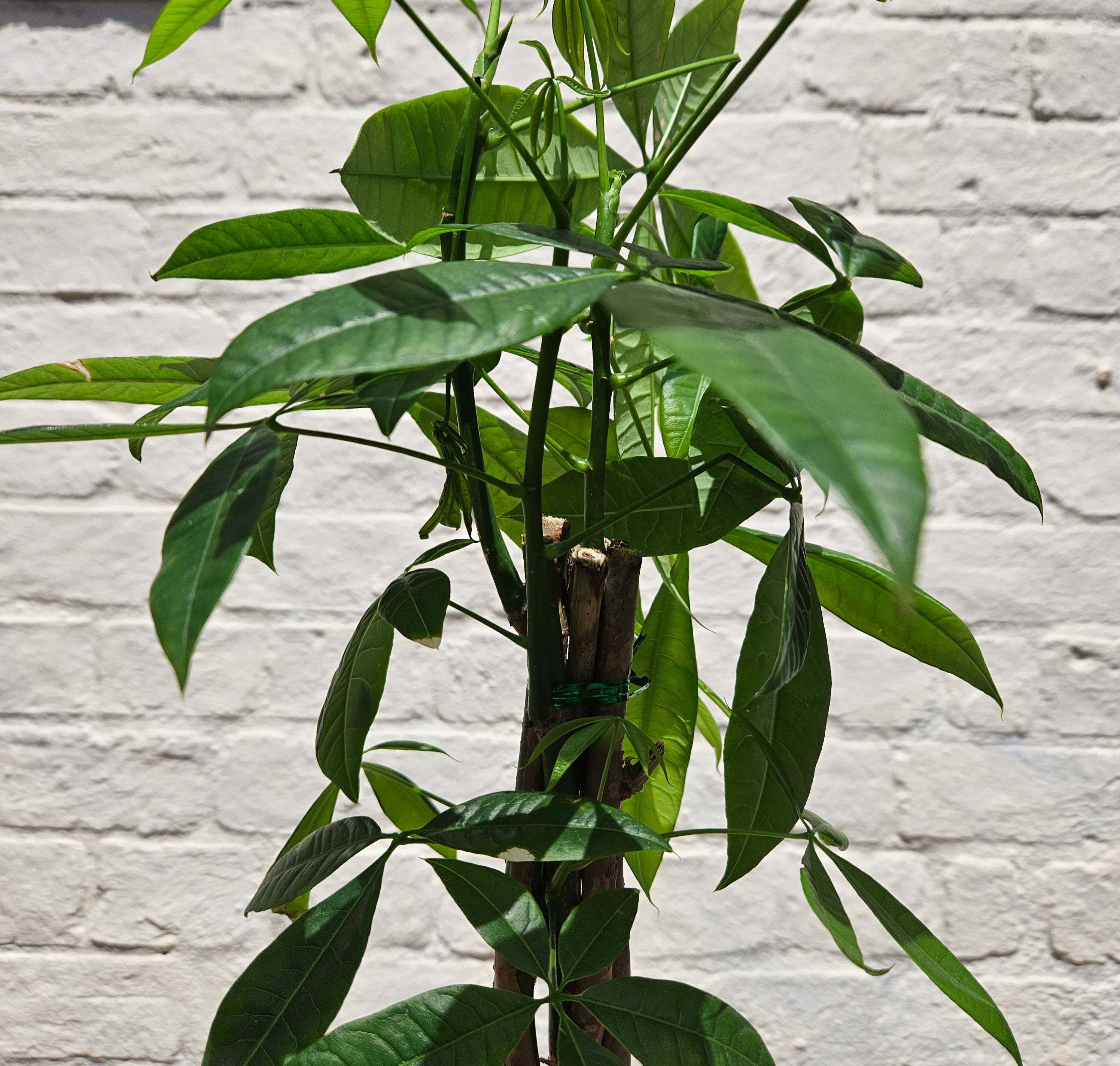 Pachira aquatica (Guiana Chestnut/ Money Tree)