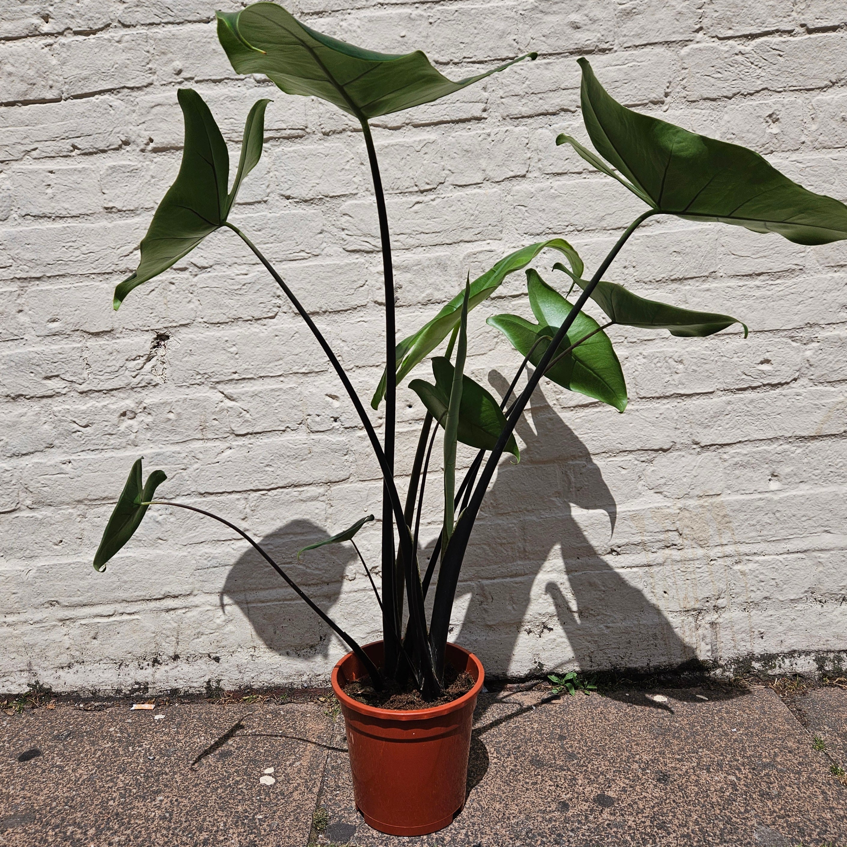 Alocasia zebrina &