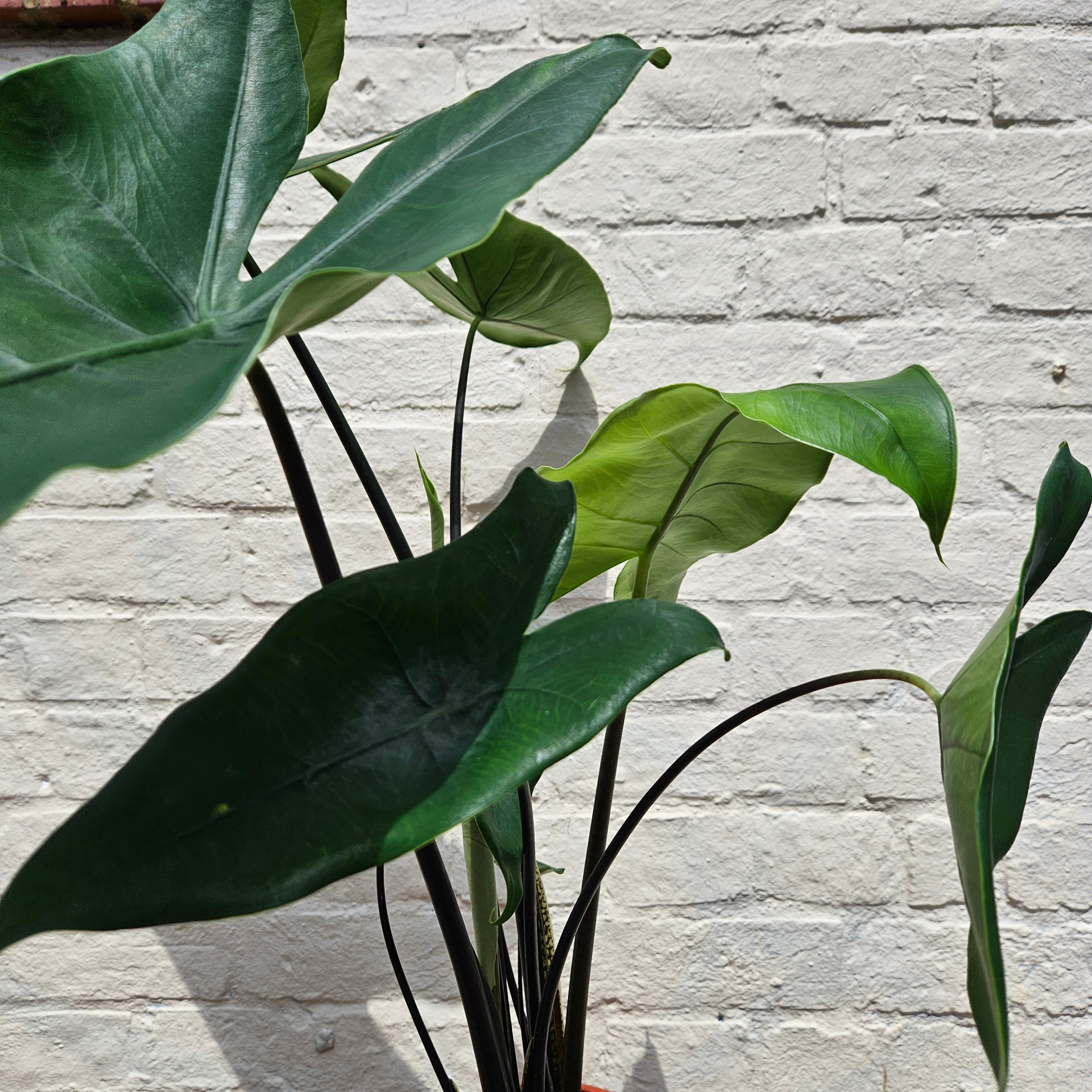 Alocasia zebrina &