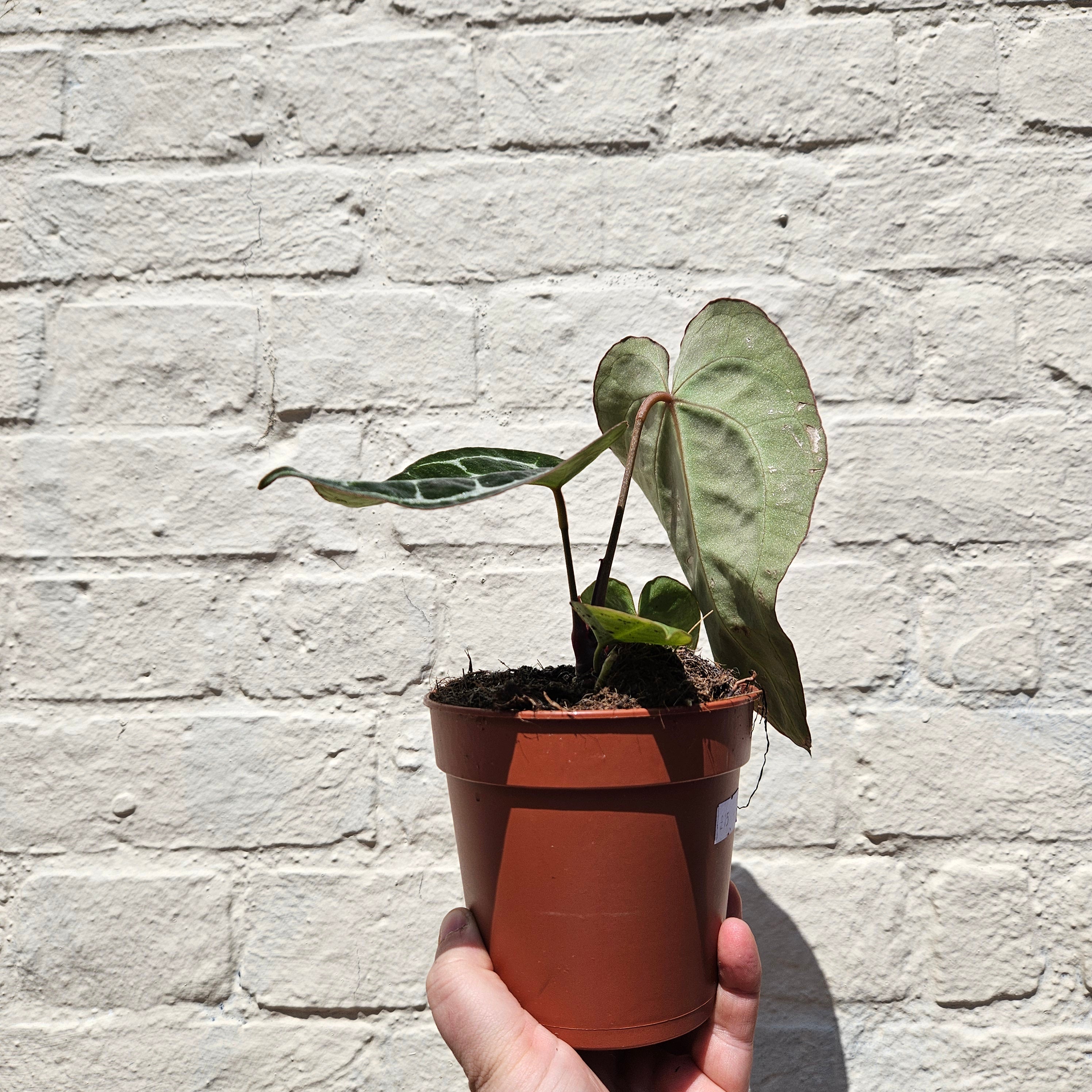 Anthurium crystallinum (Crystal Anthurium/ Crystal Laceleaf)