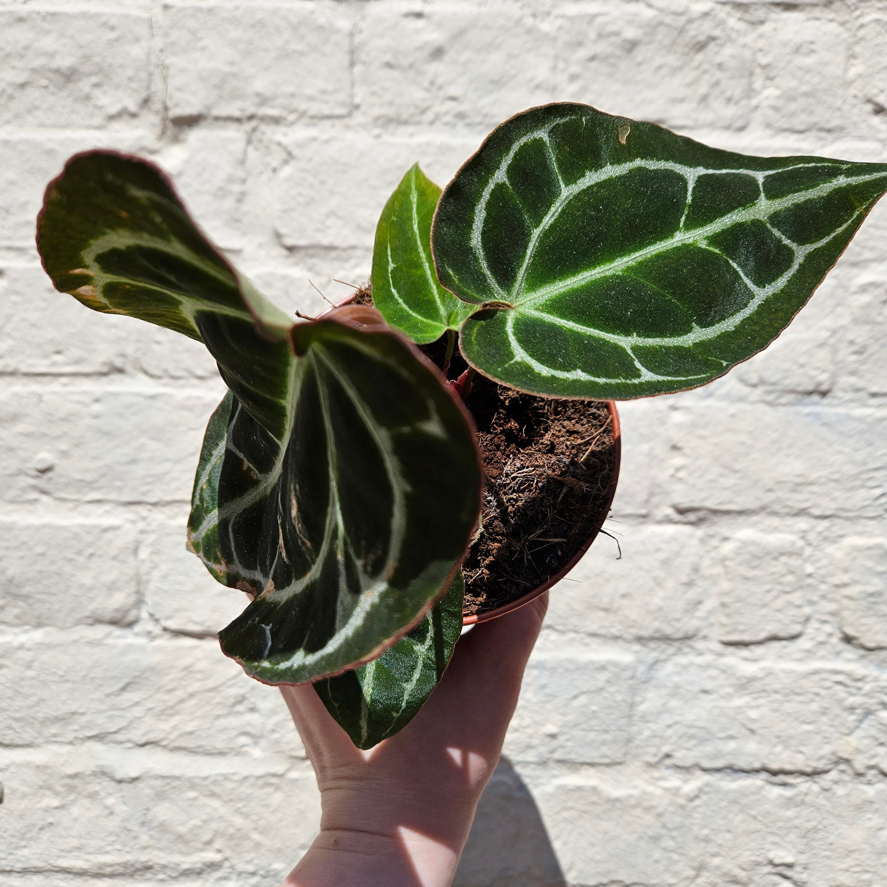 Anthurium crystallinum (Crystal Anthurium/ Crystal Laceleaf)