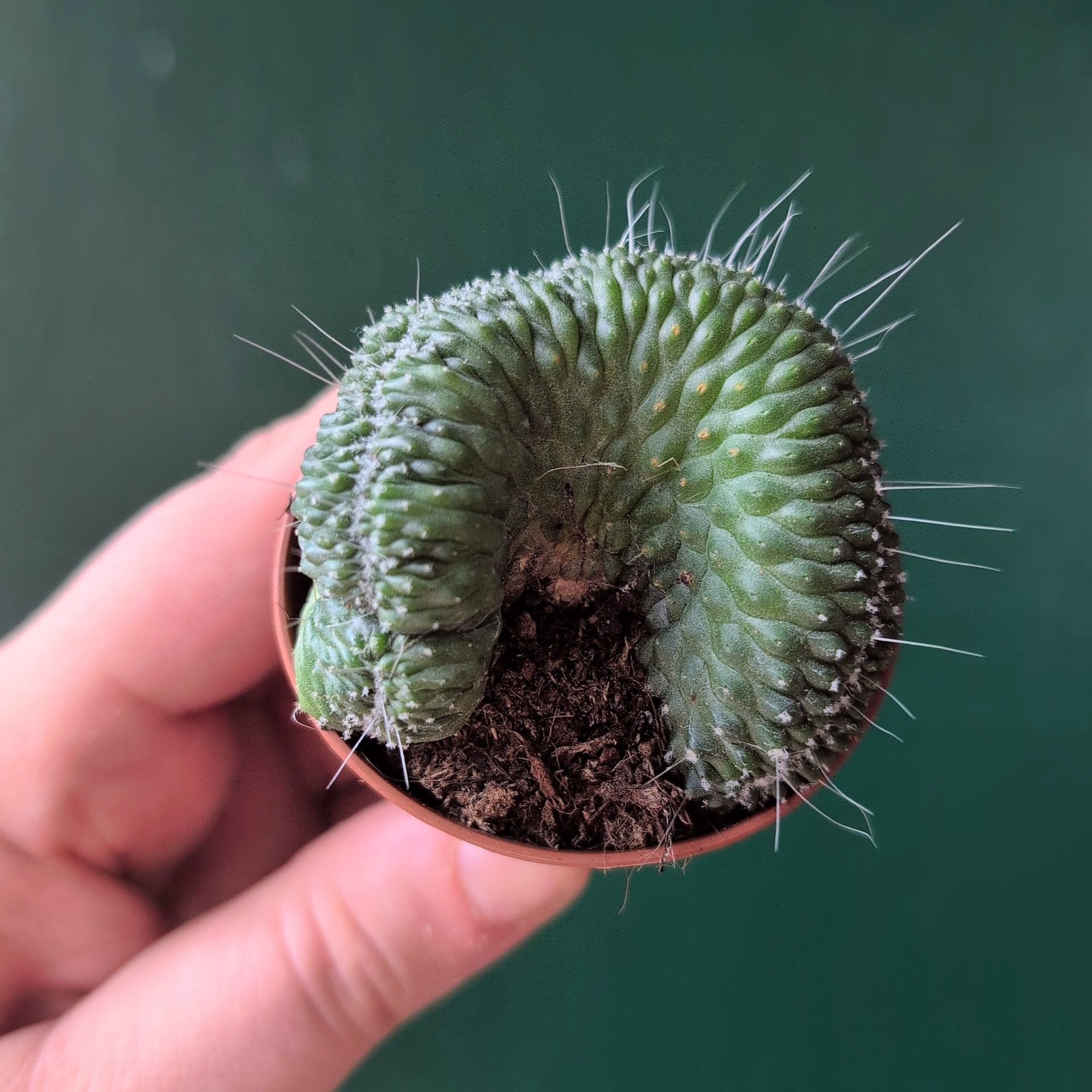 Mammillaria spinosissima &