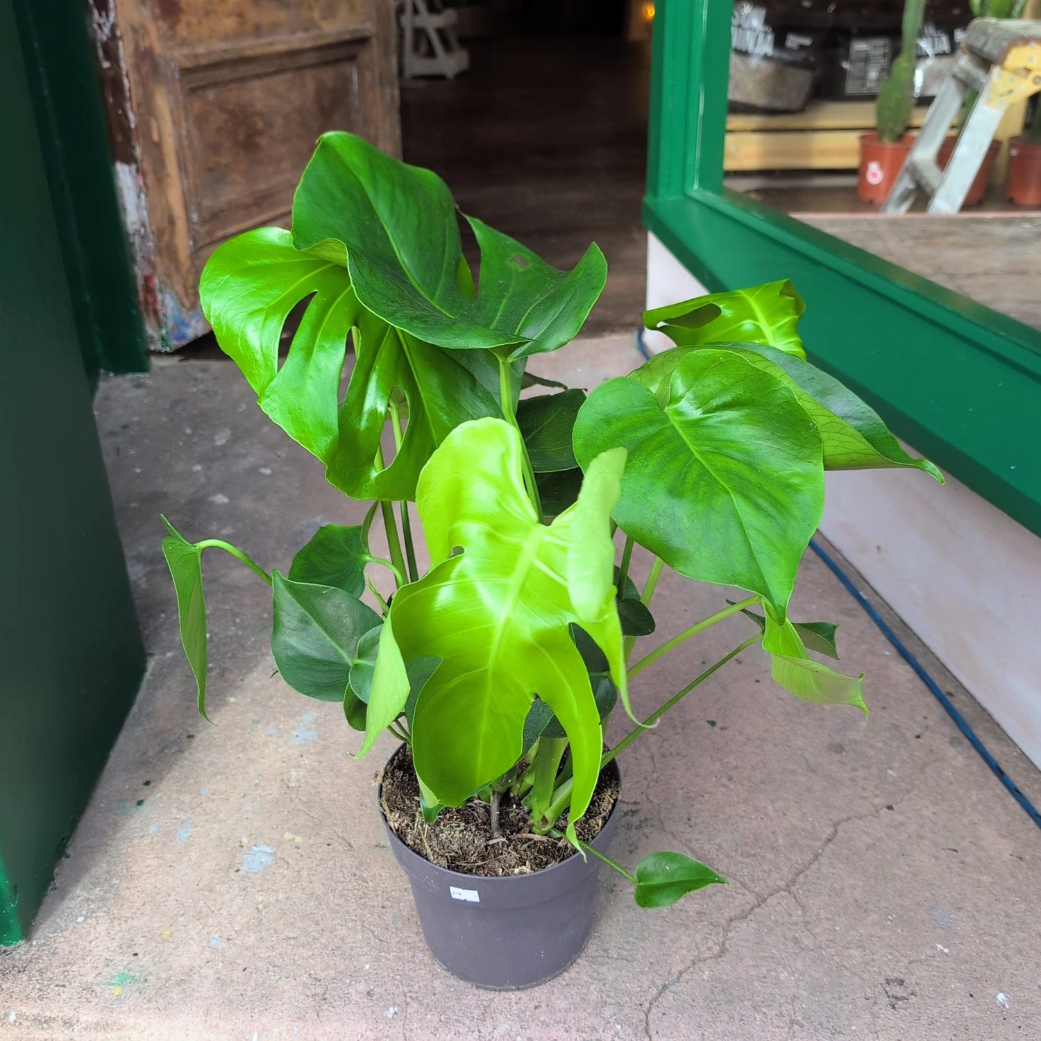 Monstera Deliciosa (Cheese Plant / Swiss Cheese Plant) - Various Sizes
