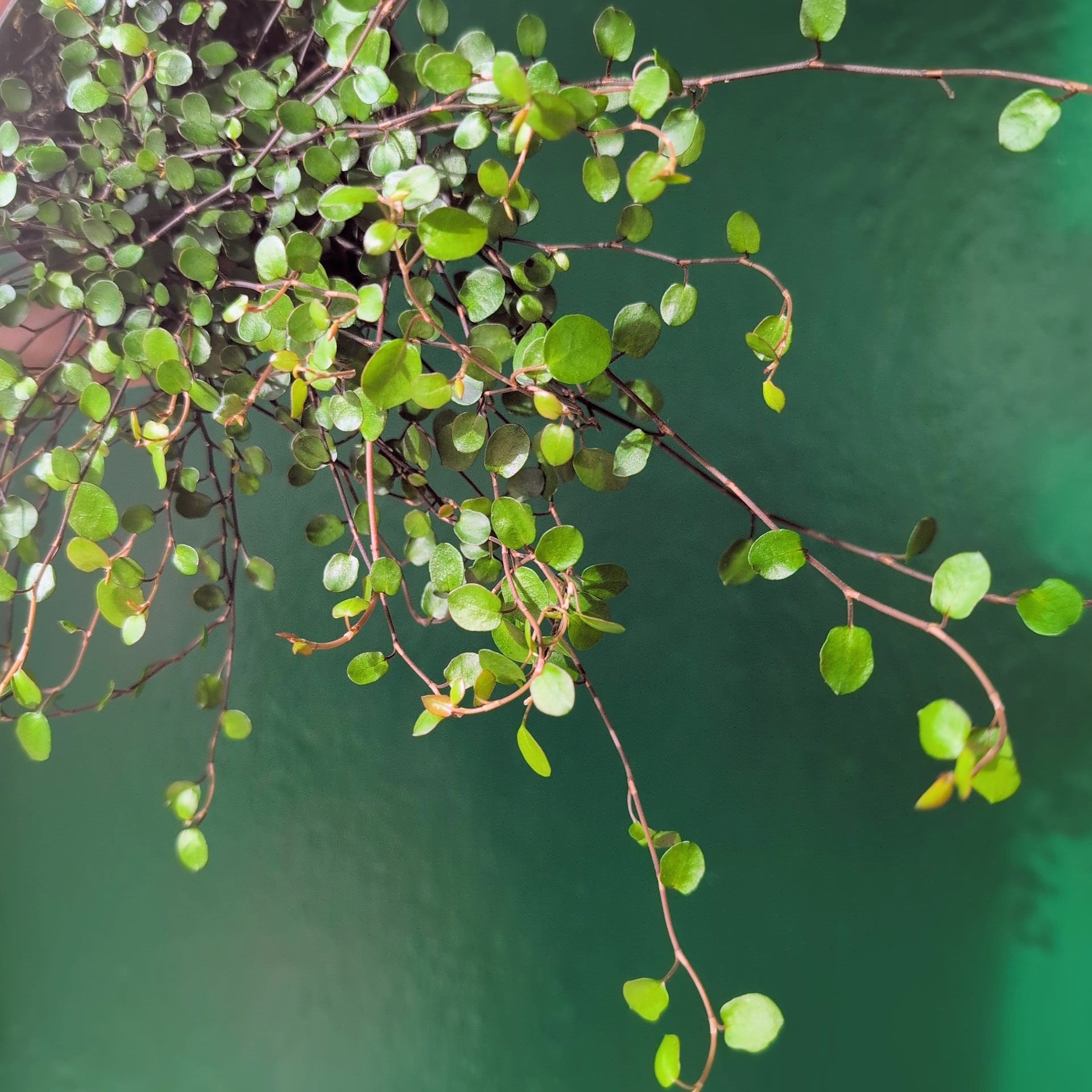 Muehlenbeckia complexa &