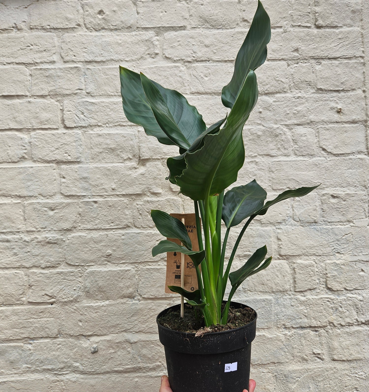 Strelitzia reginae (Orange Bird of Paradise) - Various sizes available