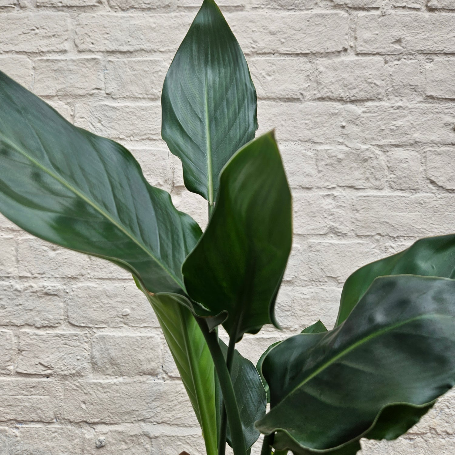 Strelitzia reginae (Orange Bird of Paradise) - Various sizes available