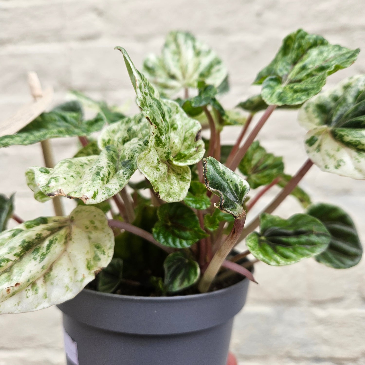 Peperomia caperata &