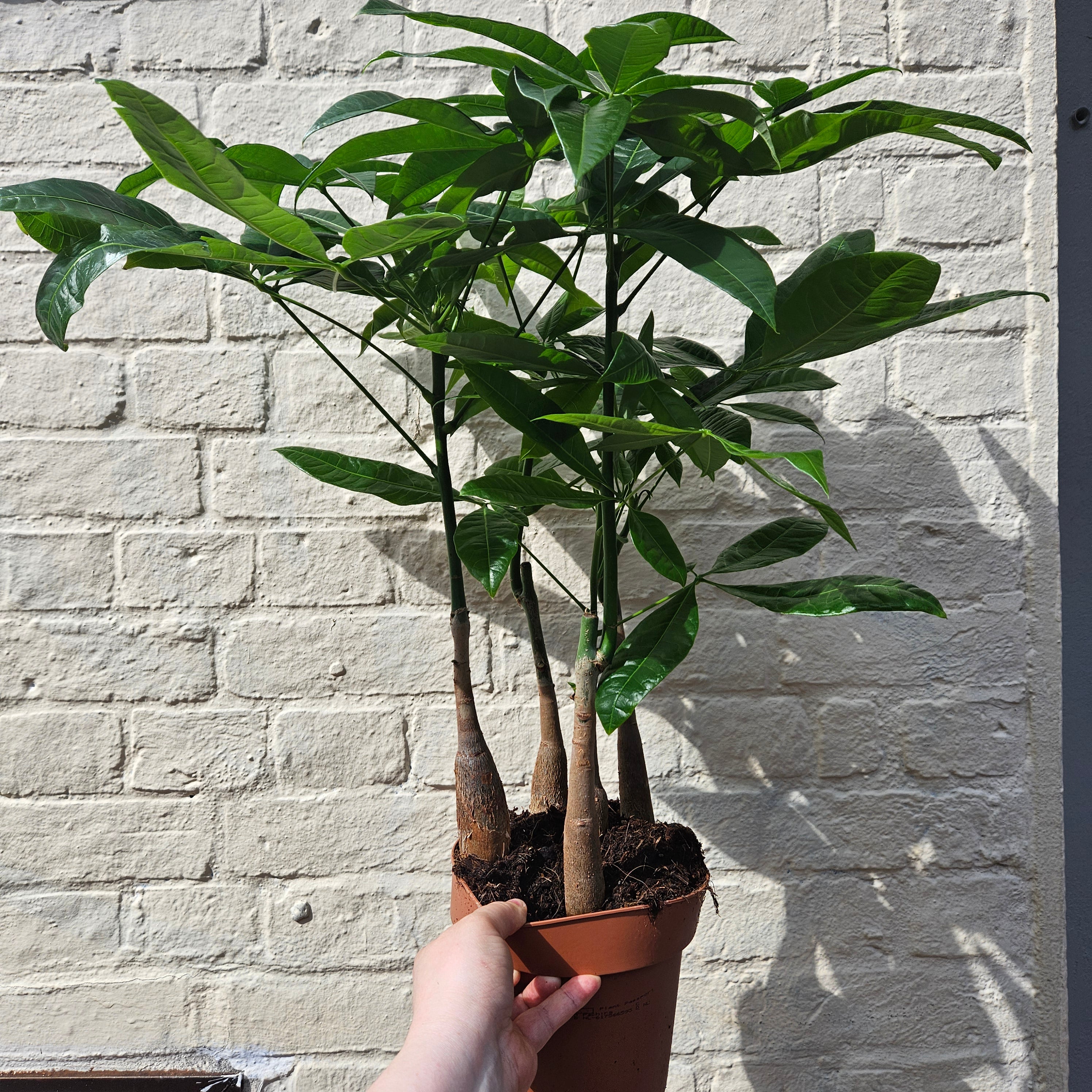 Pachira aquatica (Guiana Chestnut/ Money Tree)