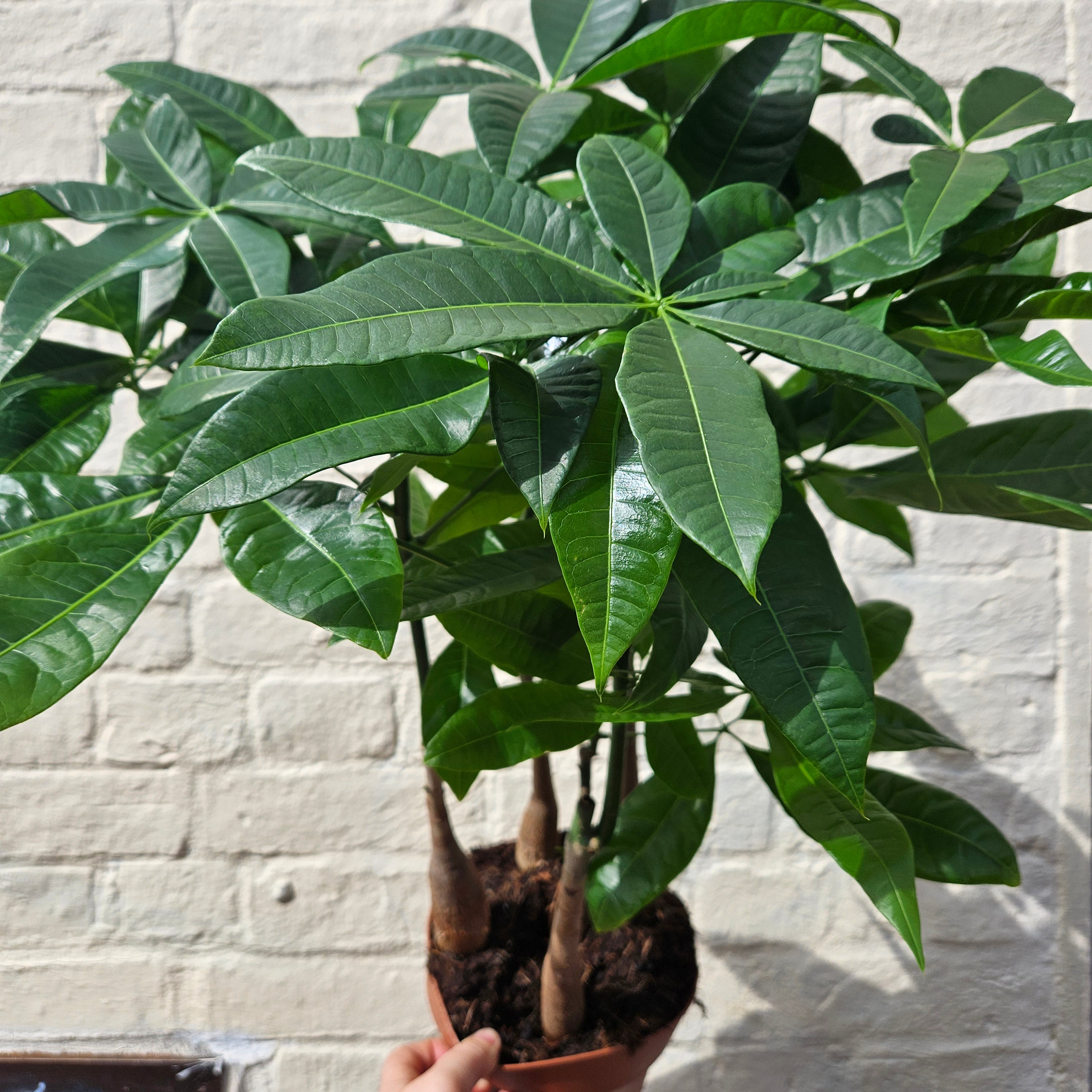 Pachira aquatica (Guiana Chestnut/ Money Tree)