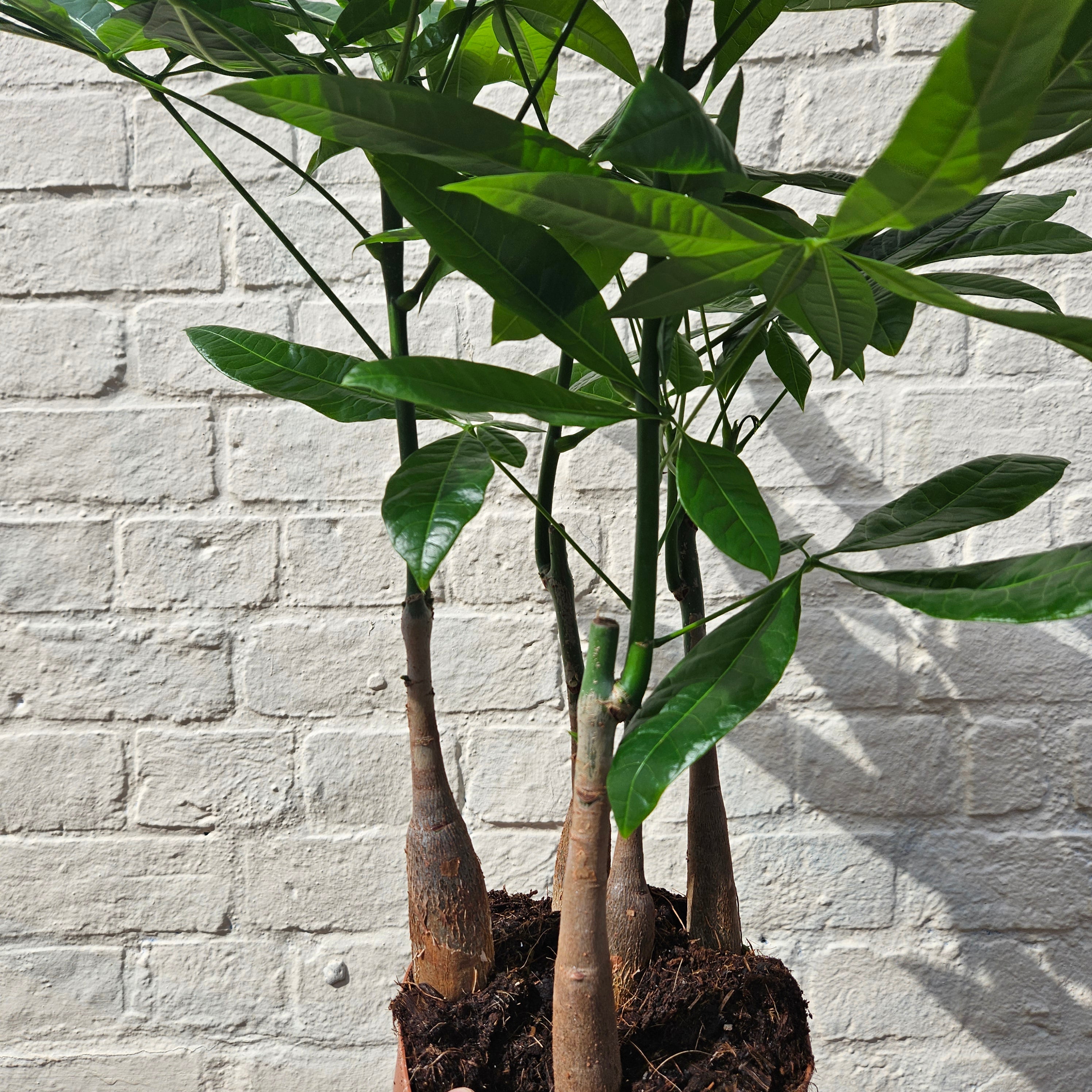 Pachira aquatica (Guiana Chestnut/ Money Tree)