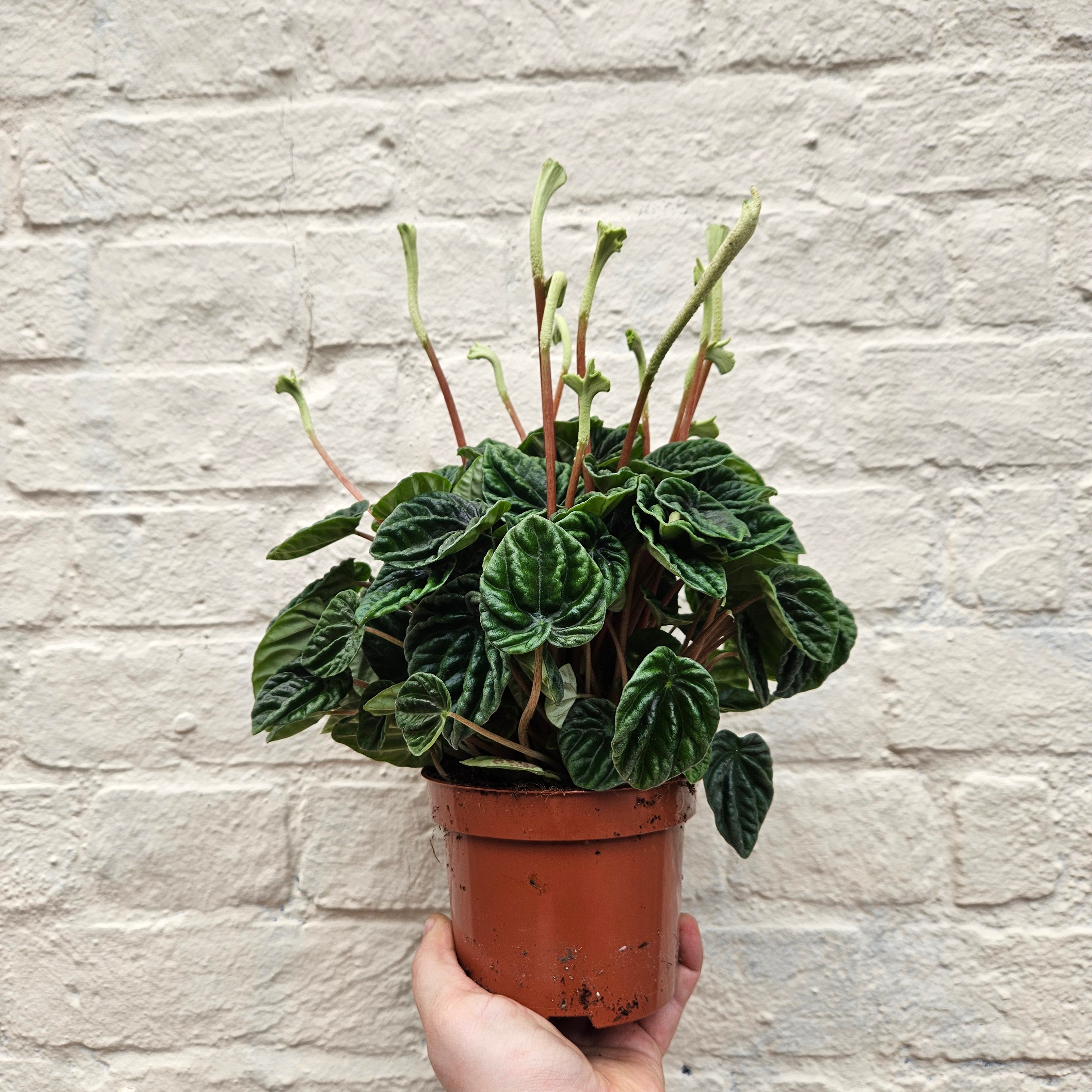 Peperomia caperata &