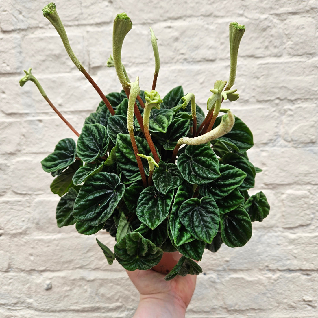Peperomia caperata &
