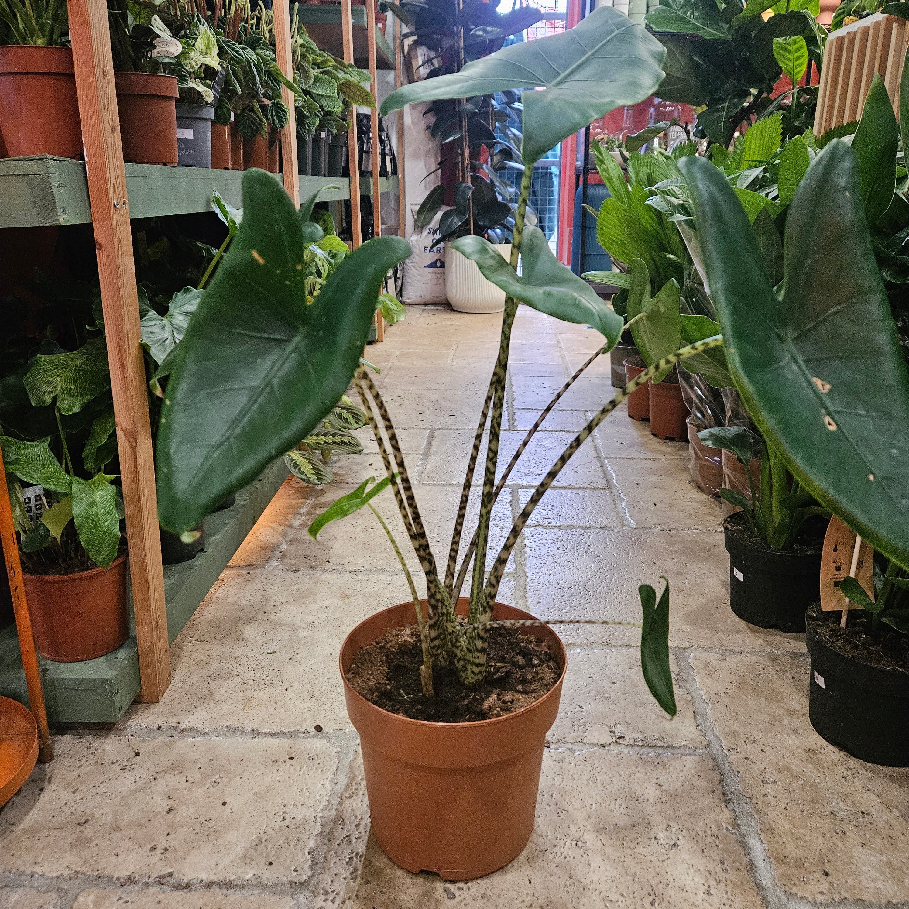 Alocasia zebrina (Elephant ear)