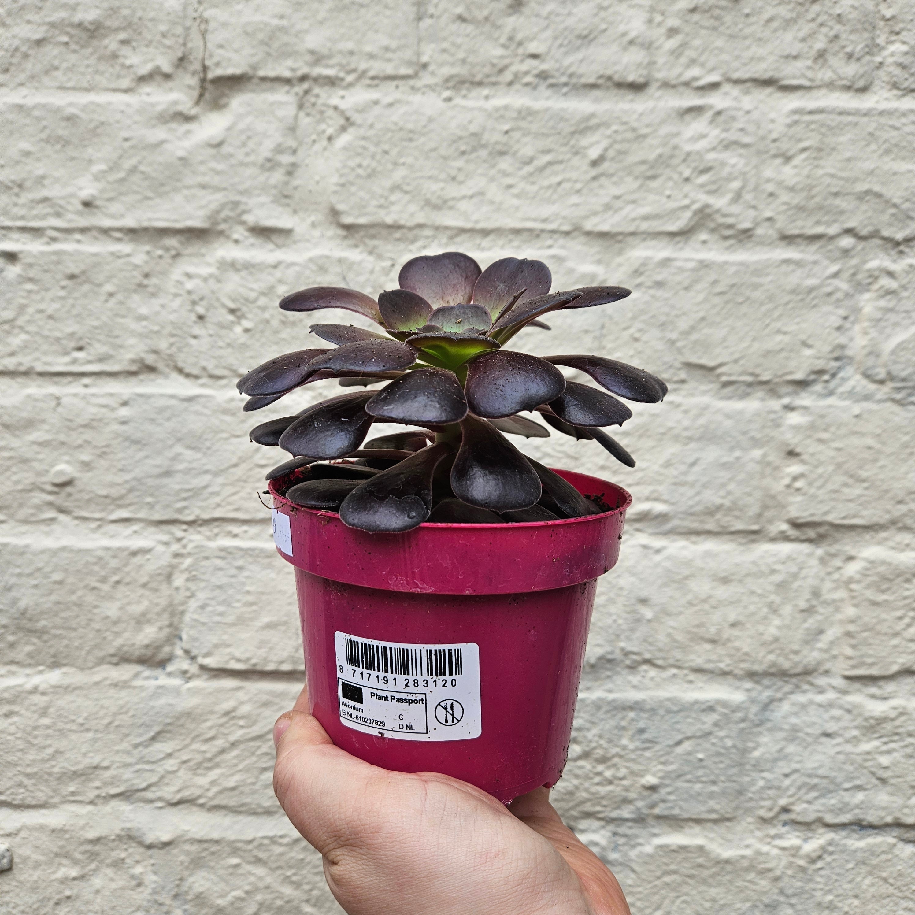 Aeonium arboreum Varieties (Houseleek Tree/ Tree Aeonium)