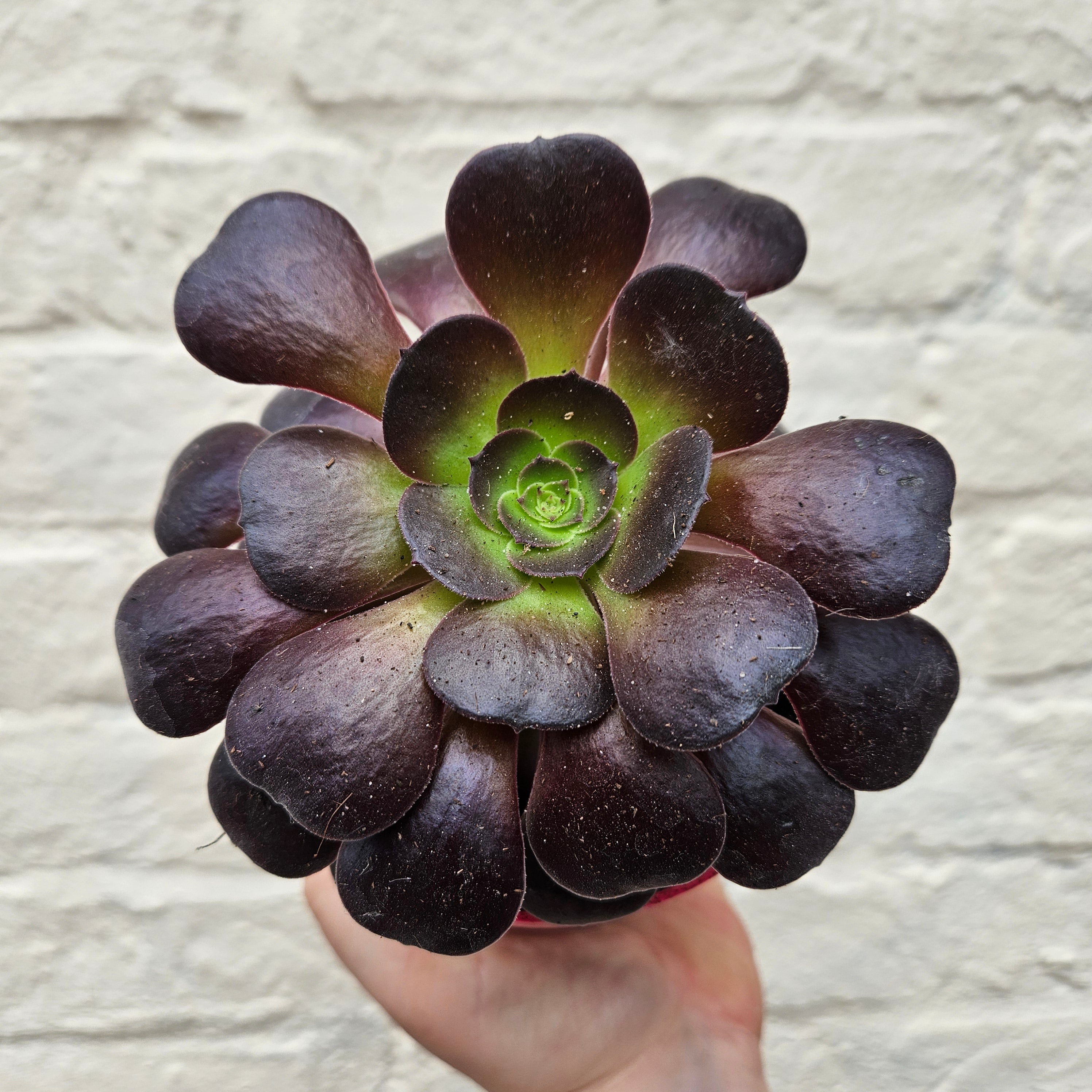 Aeonium arboreum Varieties (Houseleek Tree/ Tree Aeonium)