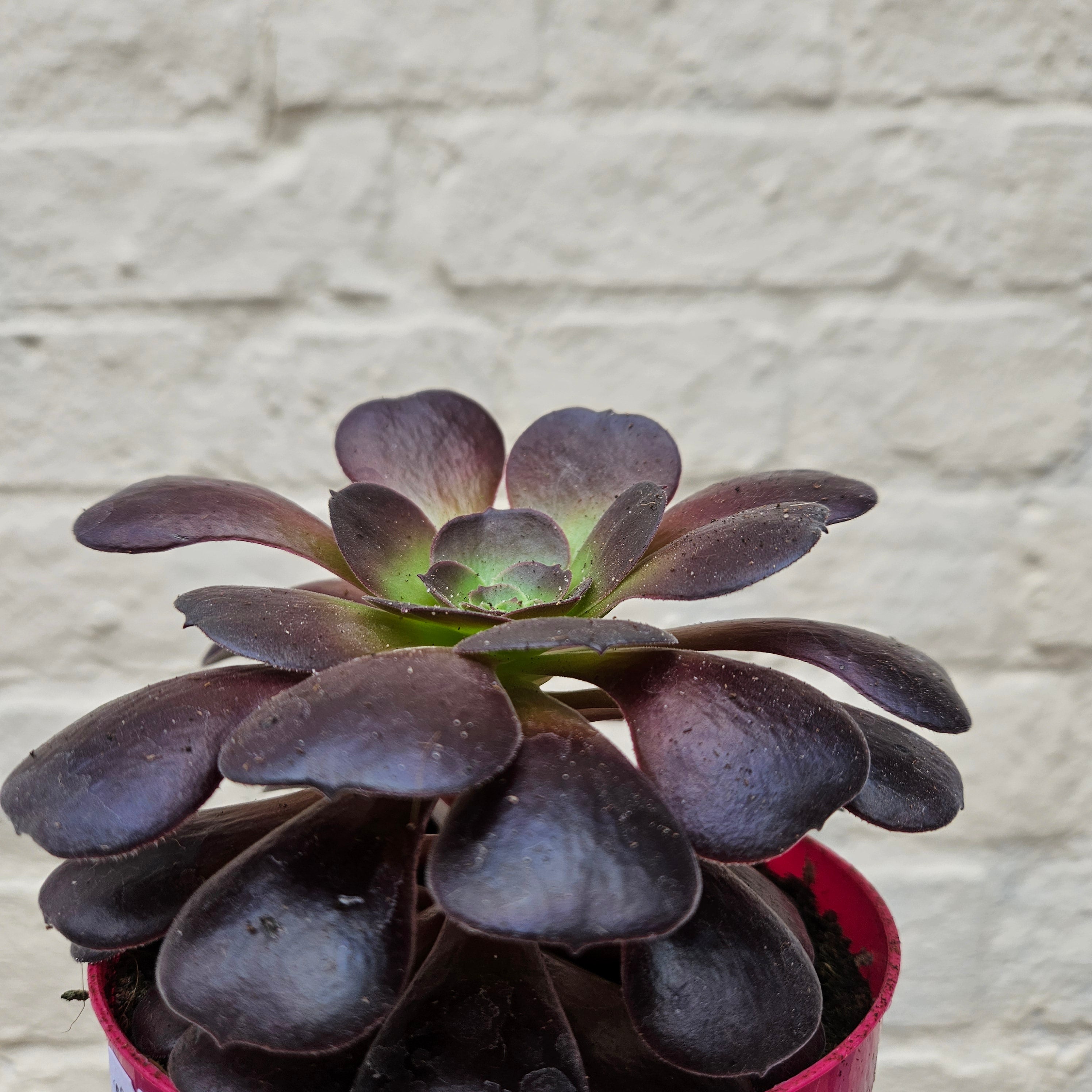 Aeonium arboreum Varieties (Houseleek Tree/ Tree Aeonium)